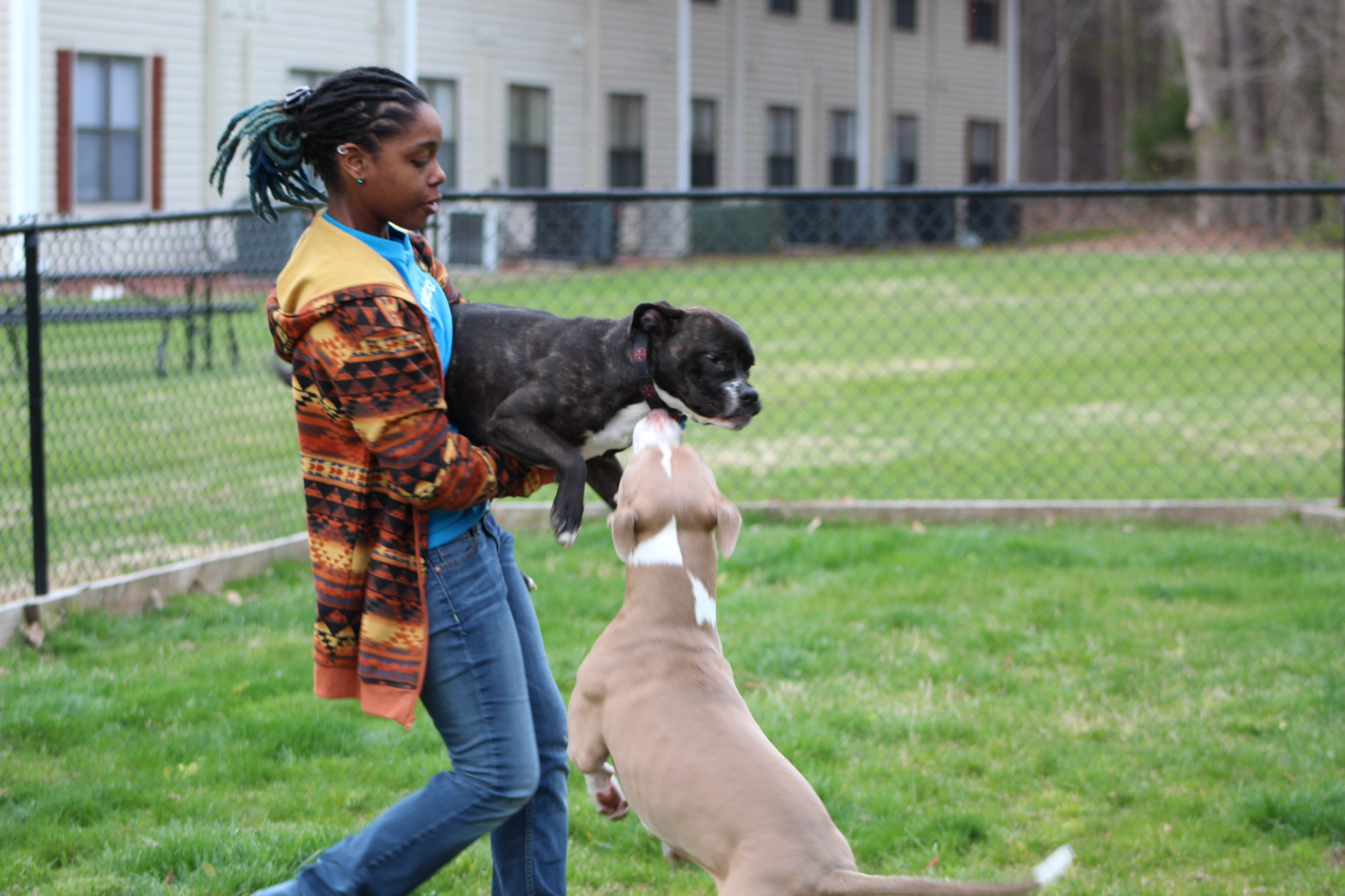 Black woman carrying a black pit bull being “attacked” by a tan pit bull. 