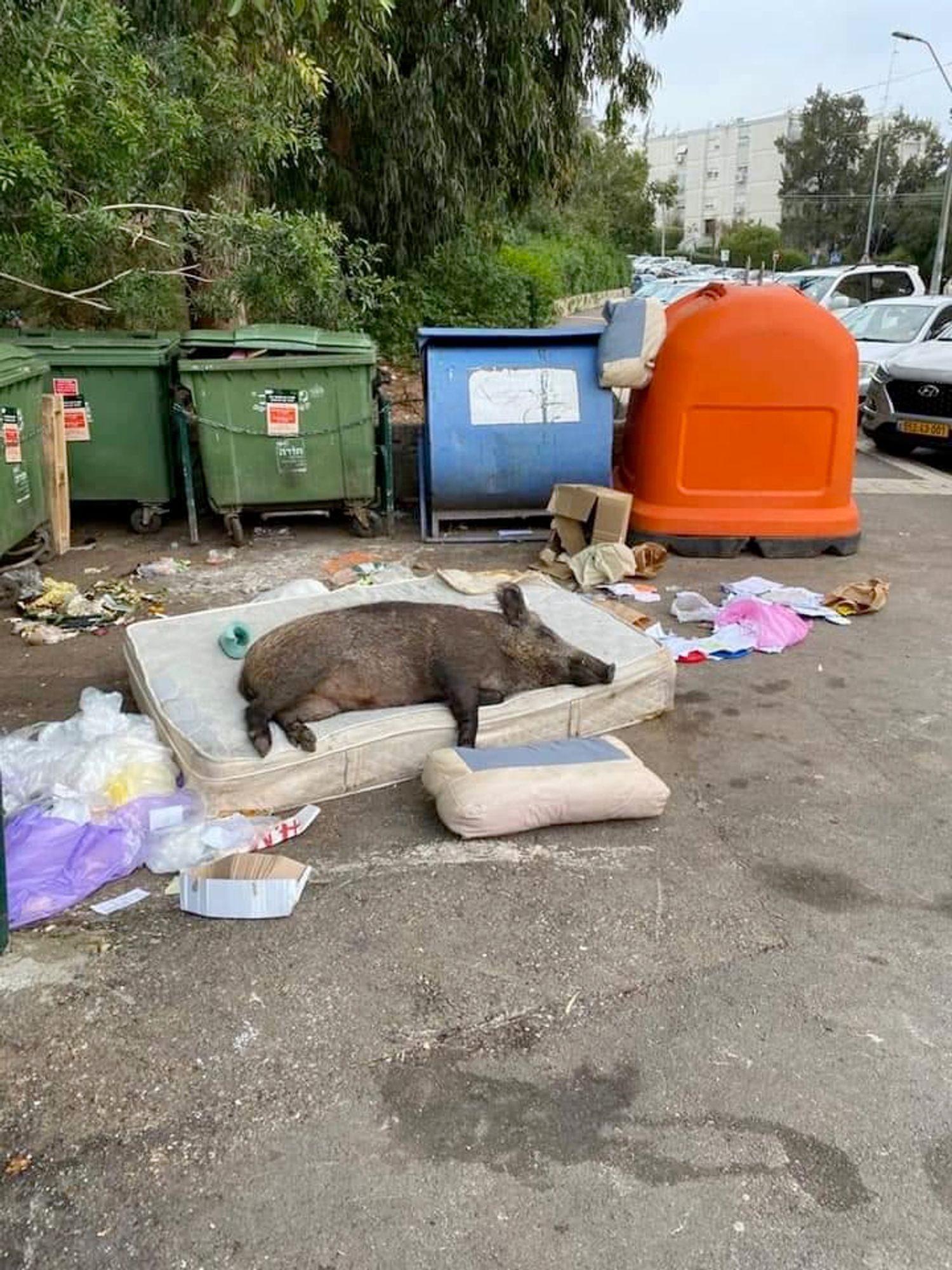 A boar sleeping on a mattress by a dumpster.