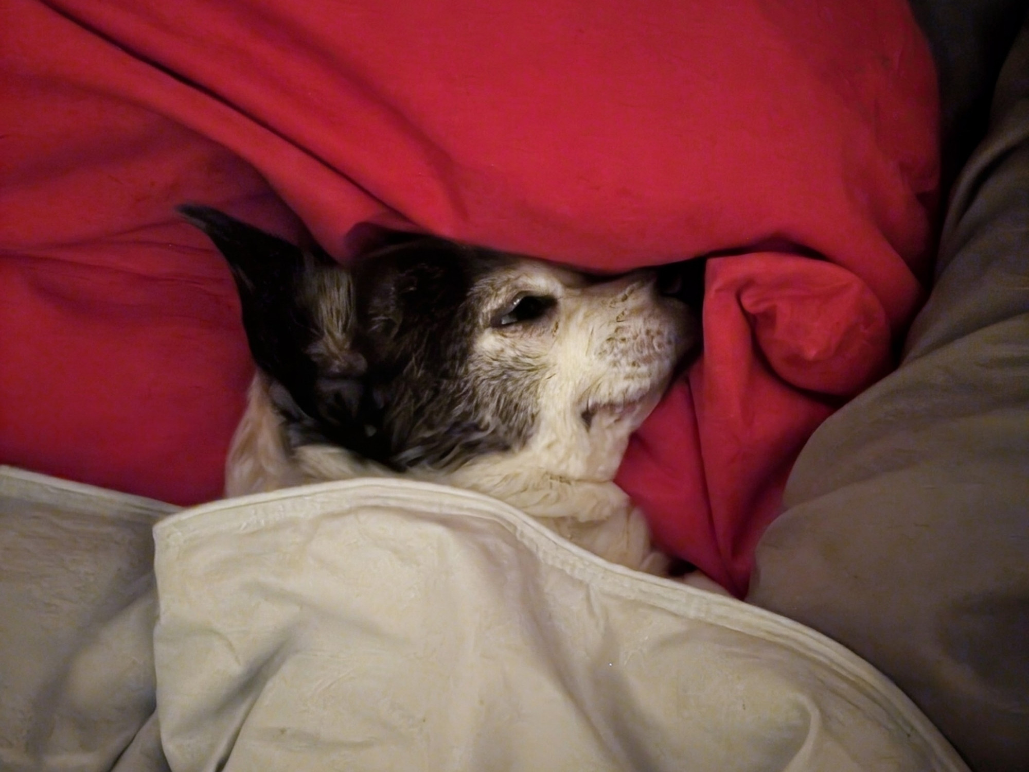 Black & white Chihuahua under oxford blue blanket, head resting on a red/orange pillow
