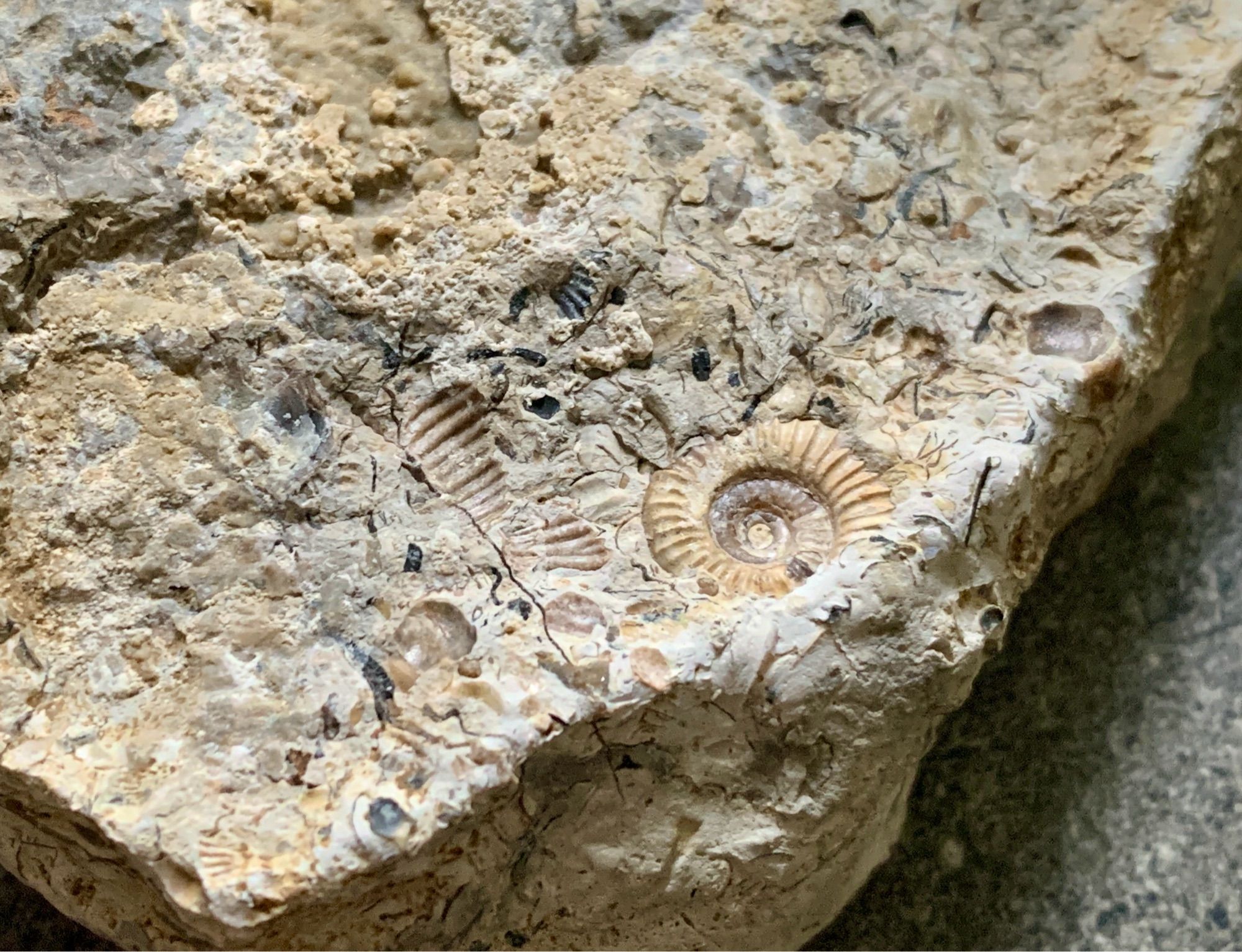 Dainty ammonite fossil — and other small sea creature remains of Jurassic & Cretaceous age.