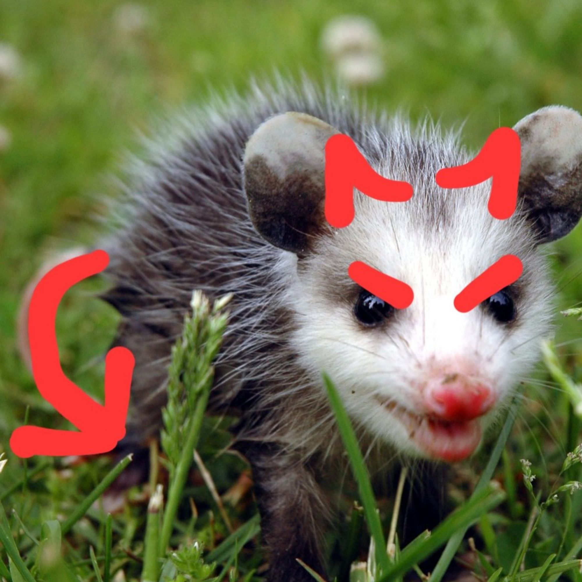 A small virginia opossum with red horns, eyebrows, and a devil tail drawn on to make them appear angry.