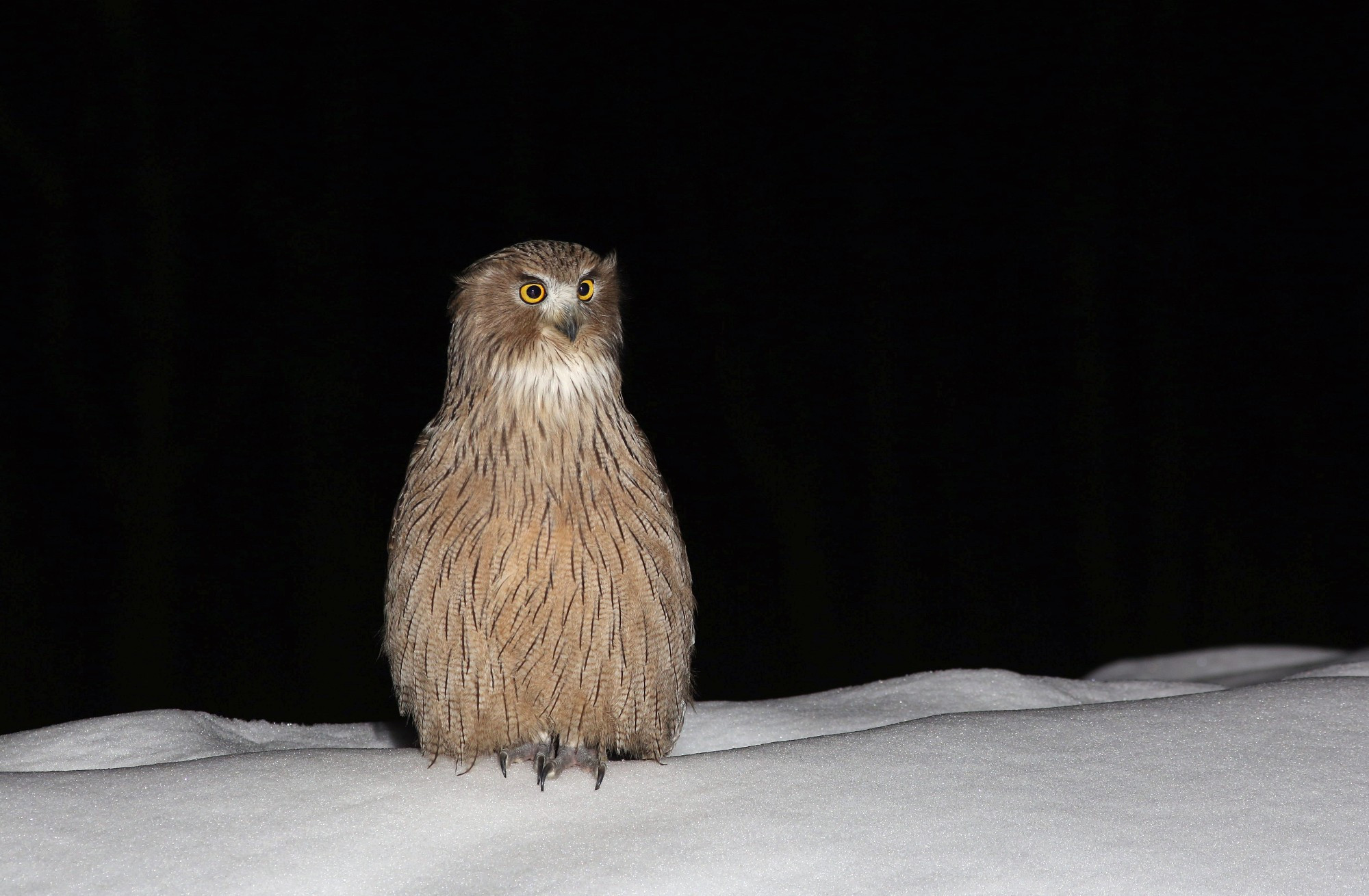 A massive owl, shaped like a bowling pin, sits on a field of ice to a background of winter darkness. Photo by Sergey Gafitsky in Primorye, Russia