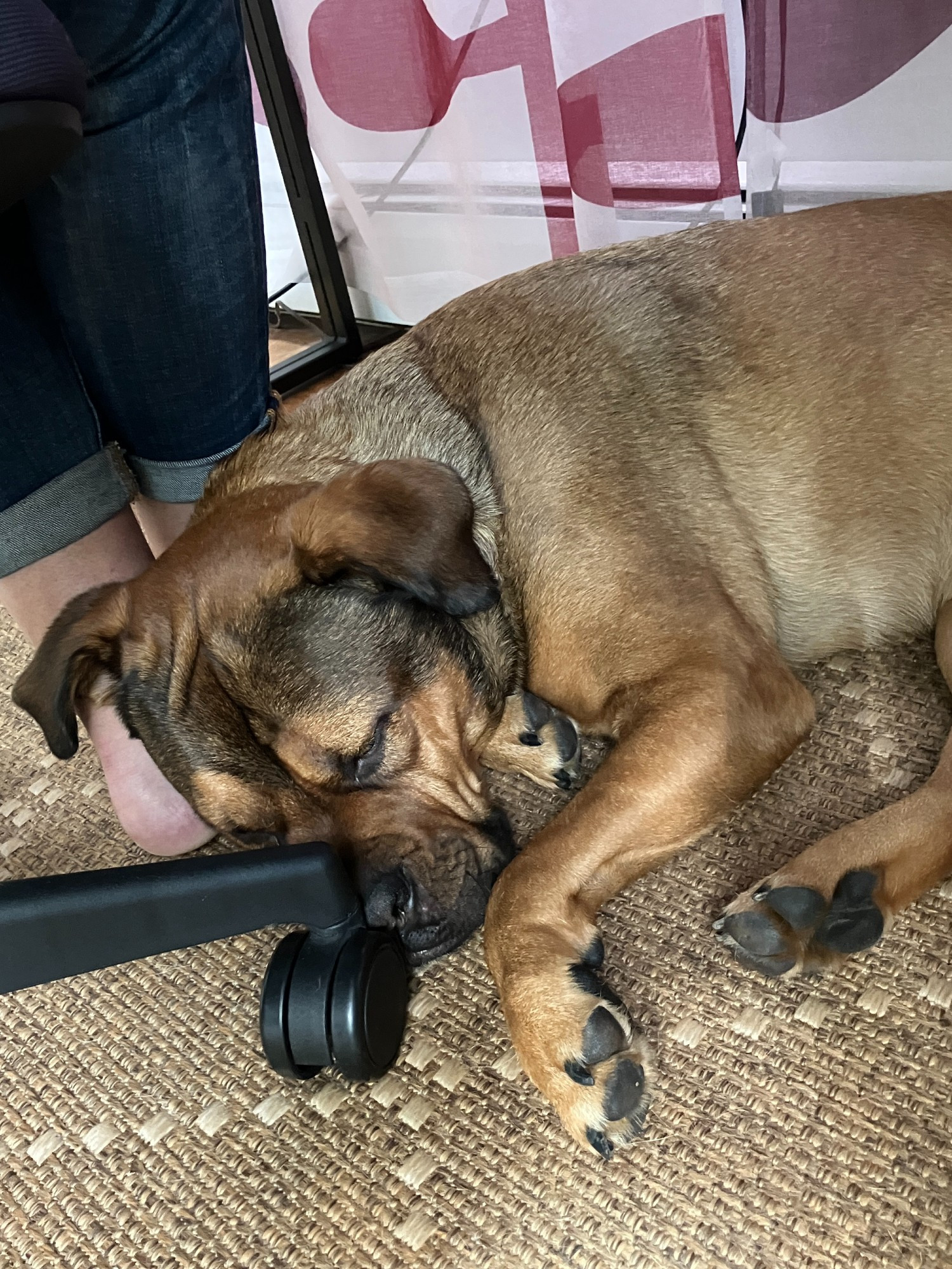 A large brown dog sleeps with his head snuggled up against his person's ankles