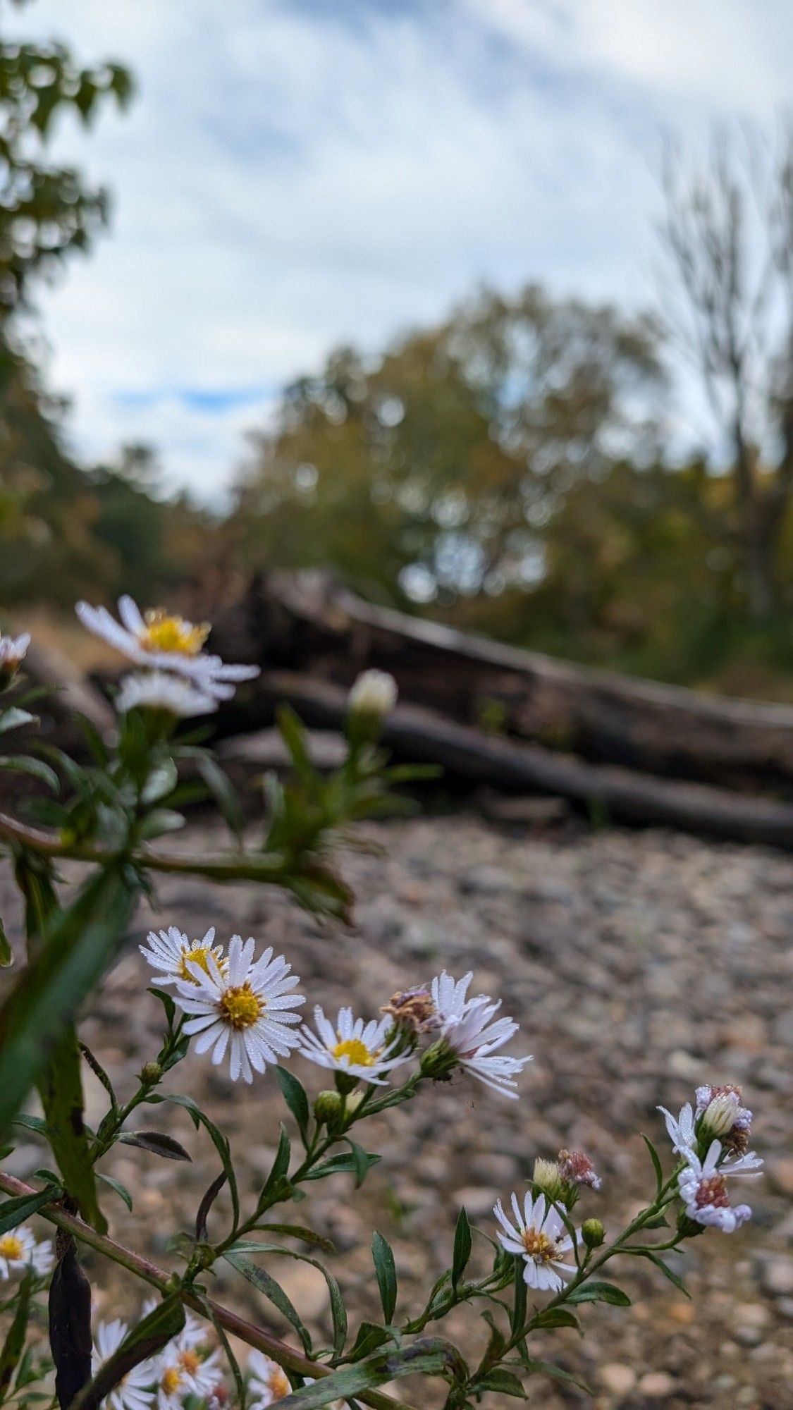 White asters with yellow centers in the front, rocky exposed riverbed, logs, and yellow and green trees under clouds are blurred in the back