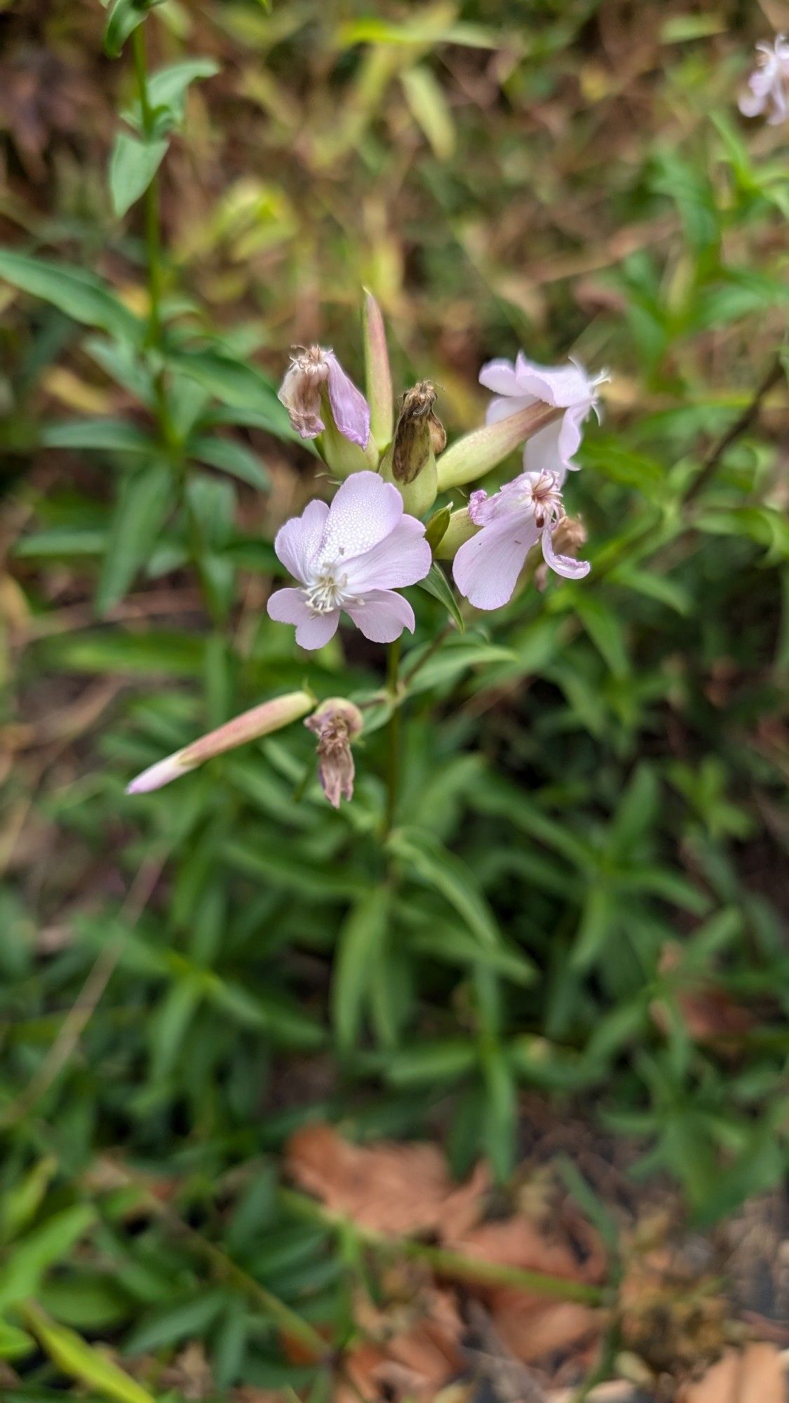 Light pink flowers that look like they are inside out