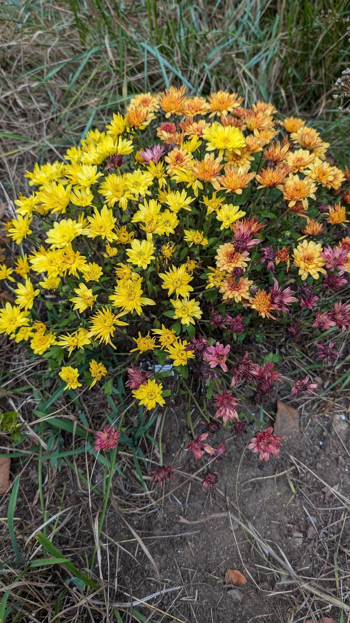 Yellow, orange, and reddish mums surrounded my green and brown grass and diet