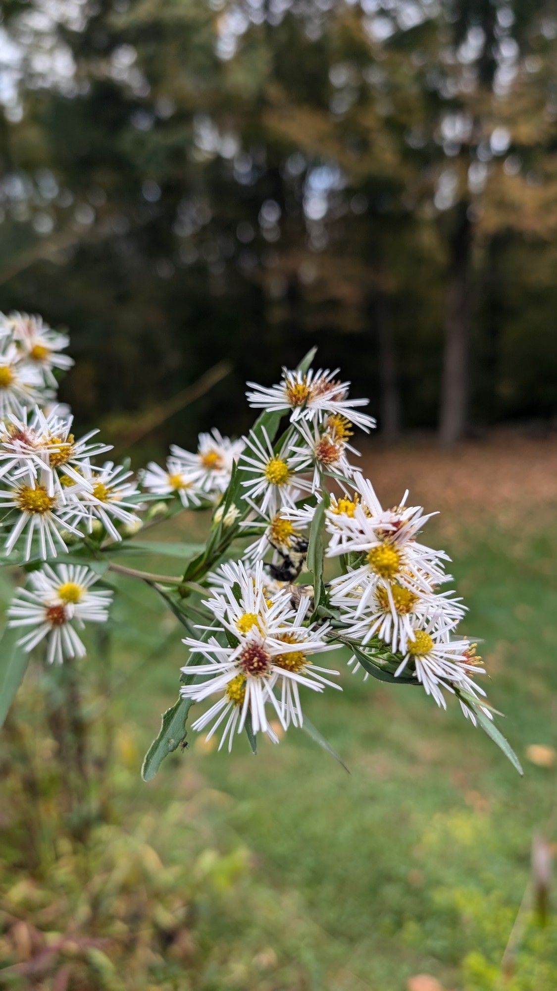 White asters, with lawn and fall colored trees in the back