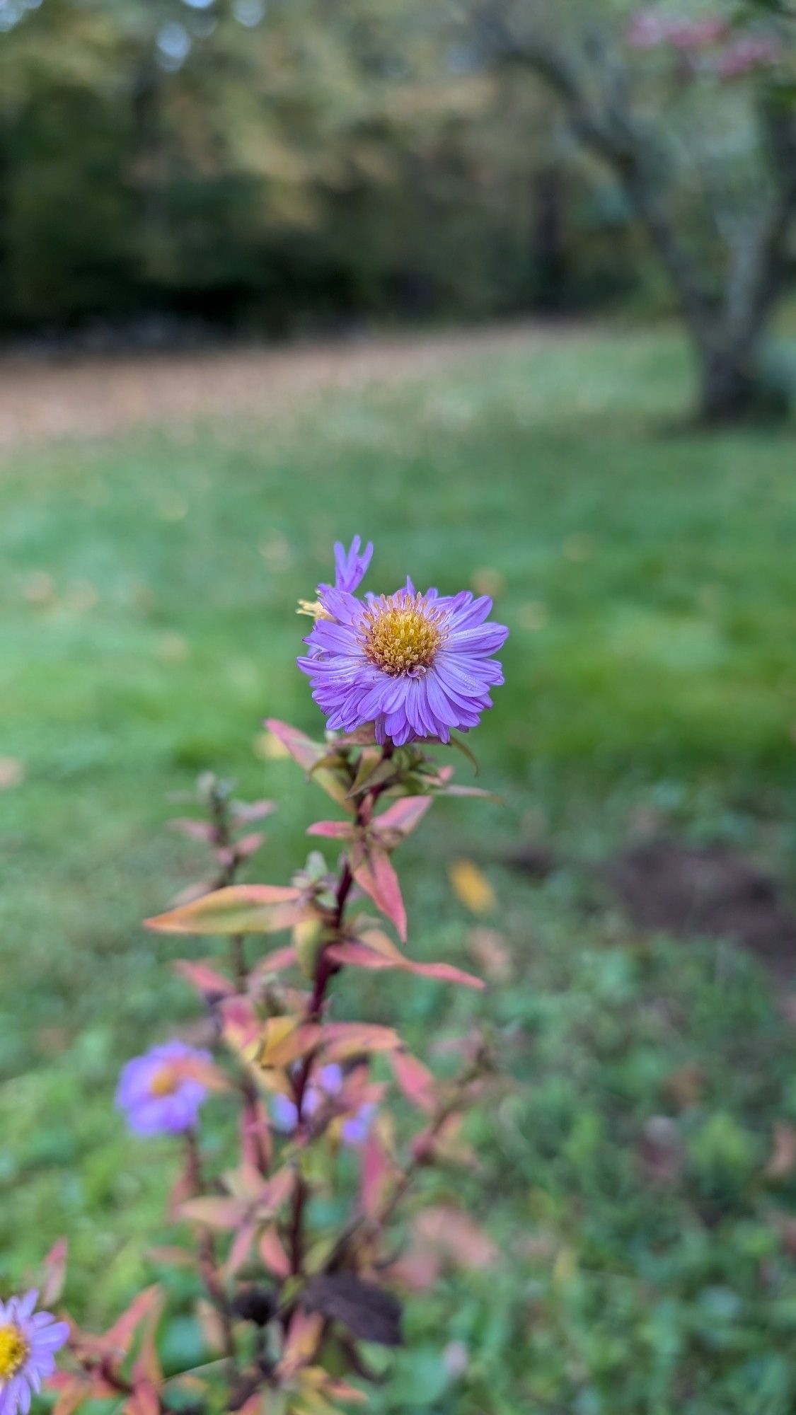 Purple flower with yellow center on top of a long stalk. A lawn with trees are in the background