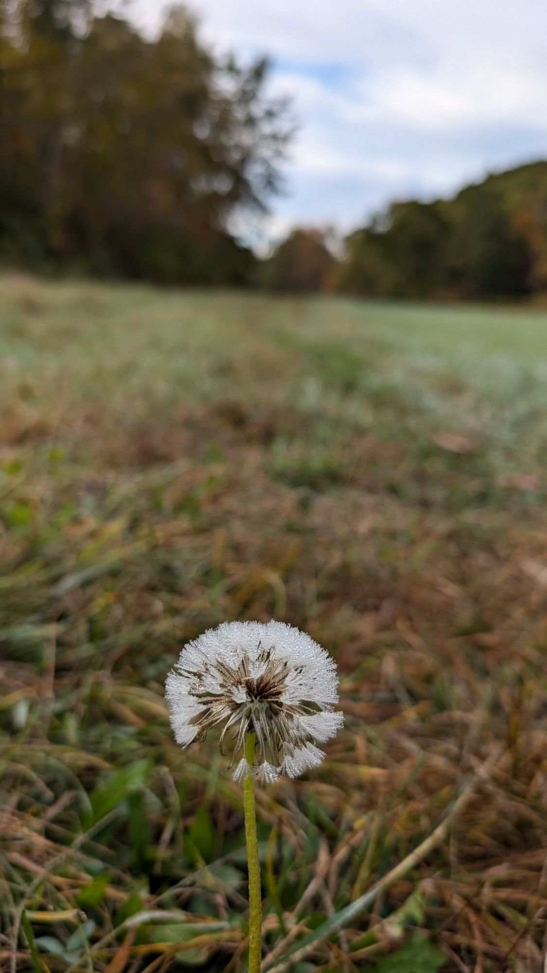 Small white flower in focus in the front, brown and green field with green and orange bushes and trees blurred in the background