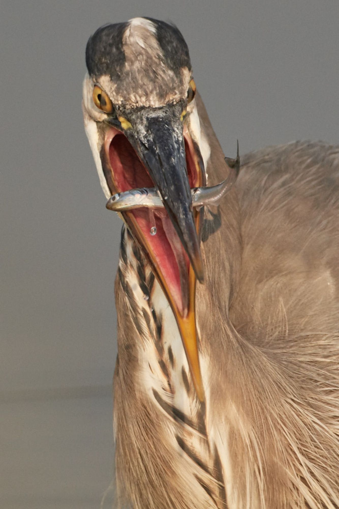 A Great Blue Heron Opening its mouth wide to swallow a sardine