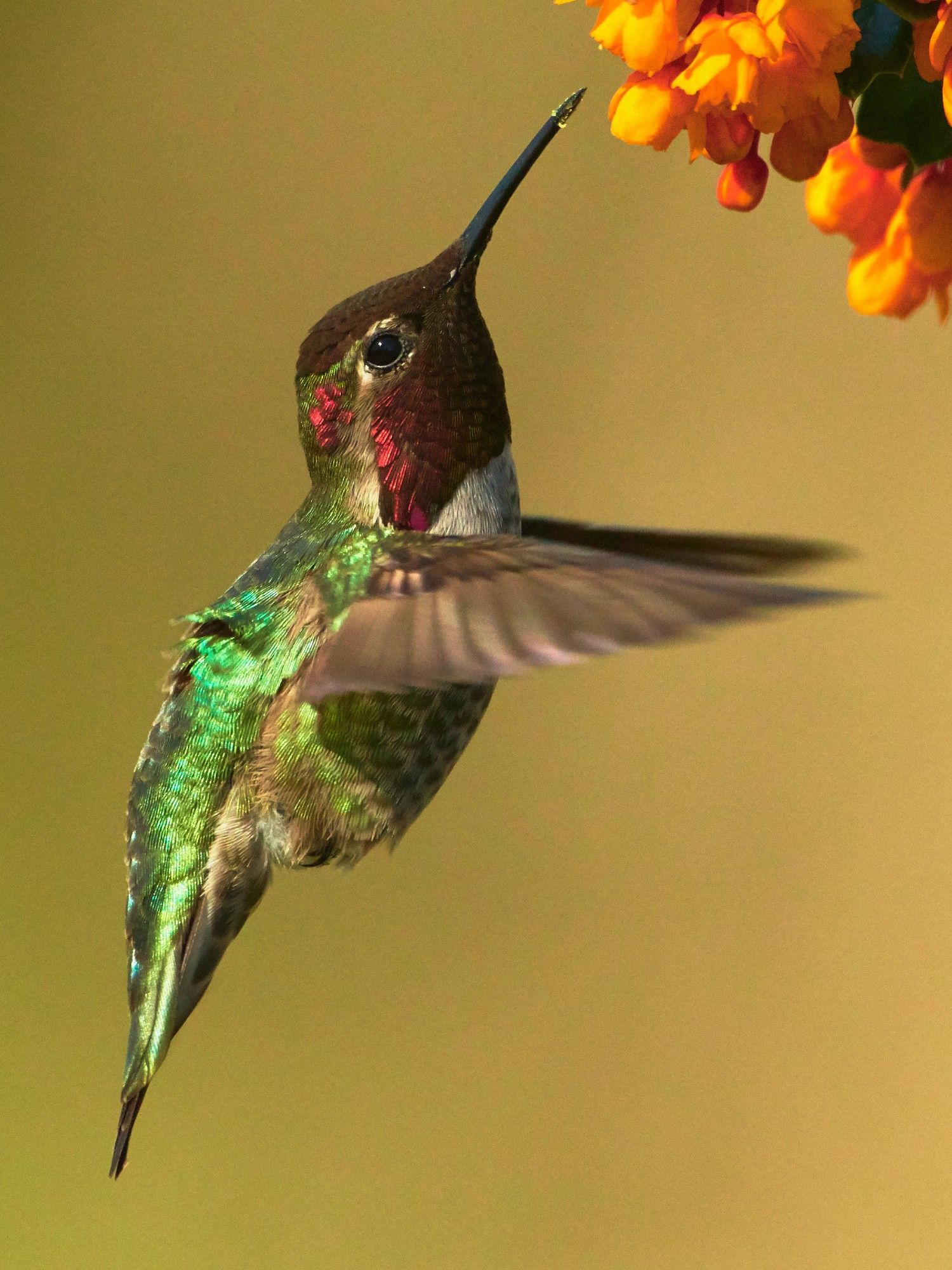 A male Anna's Hummingbird approaching a barberry blossom while hovering