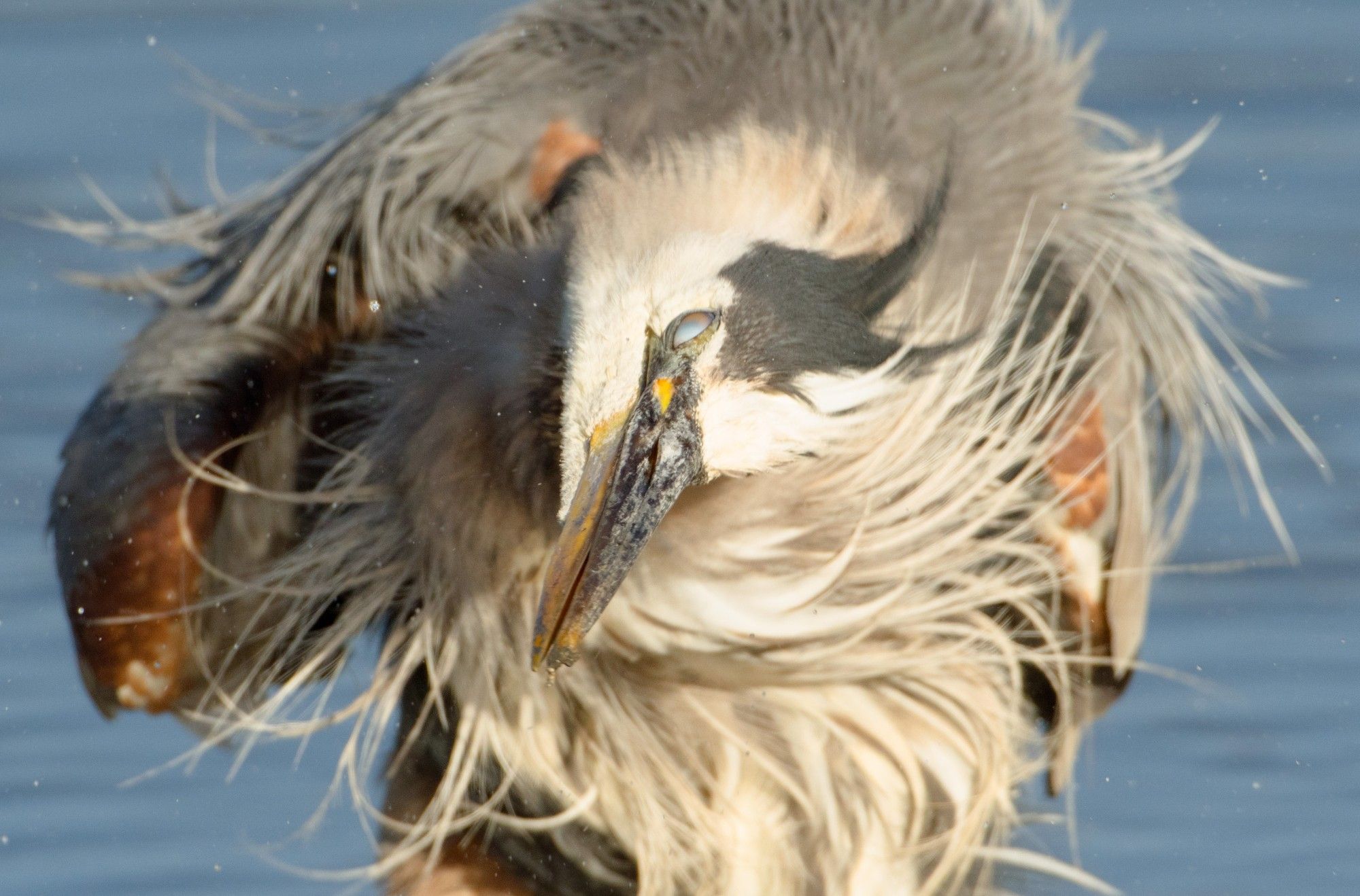 A Great Blue Heron shaking out its feathers after fishing