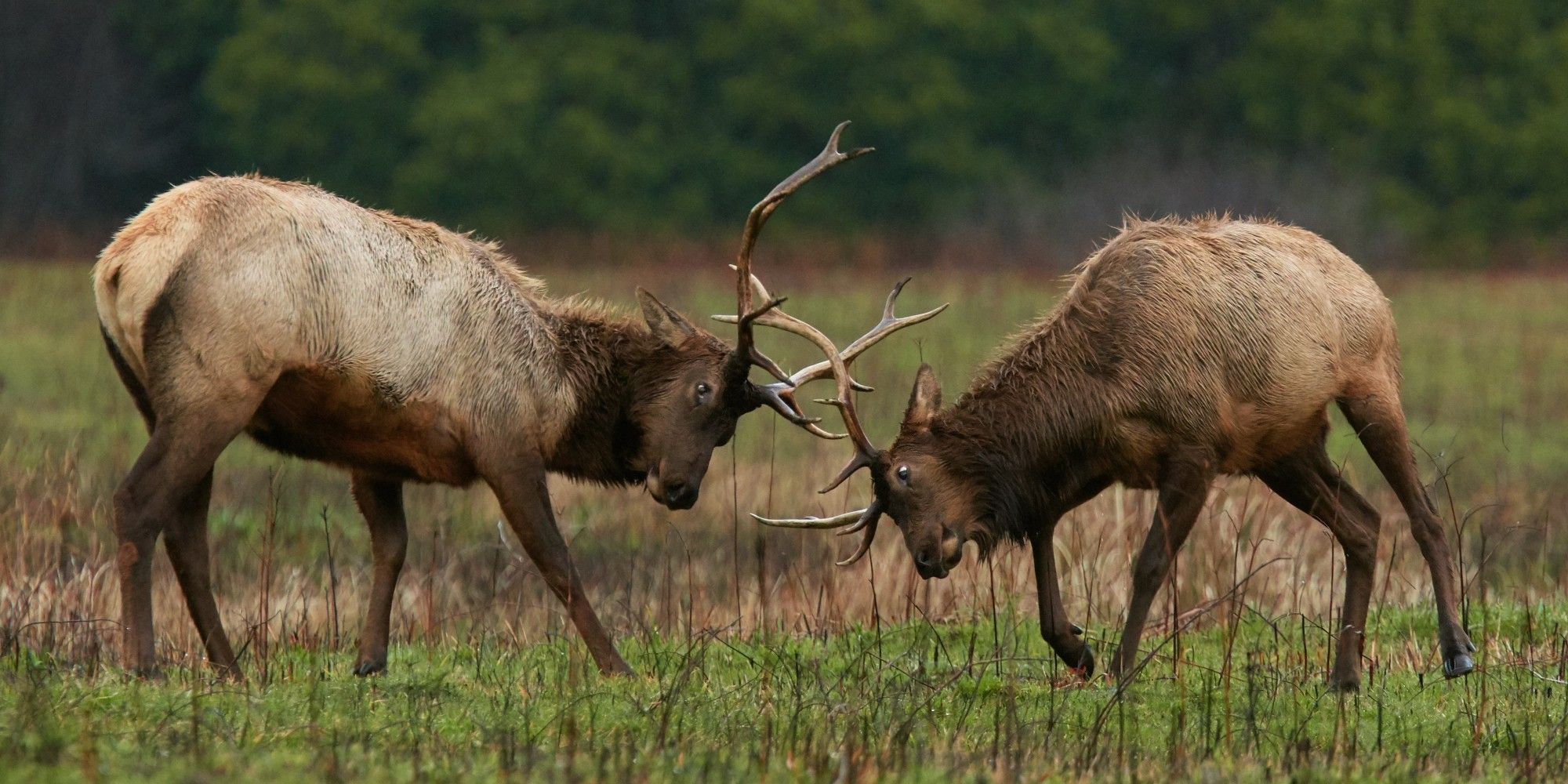 Two bull elk antler wrestling in a field