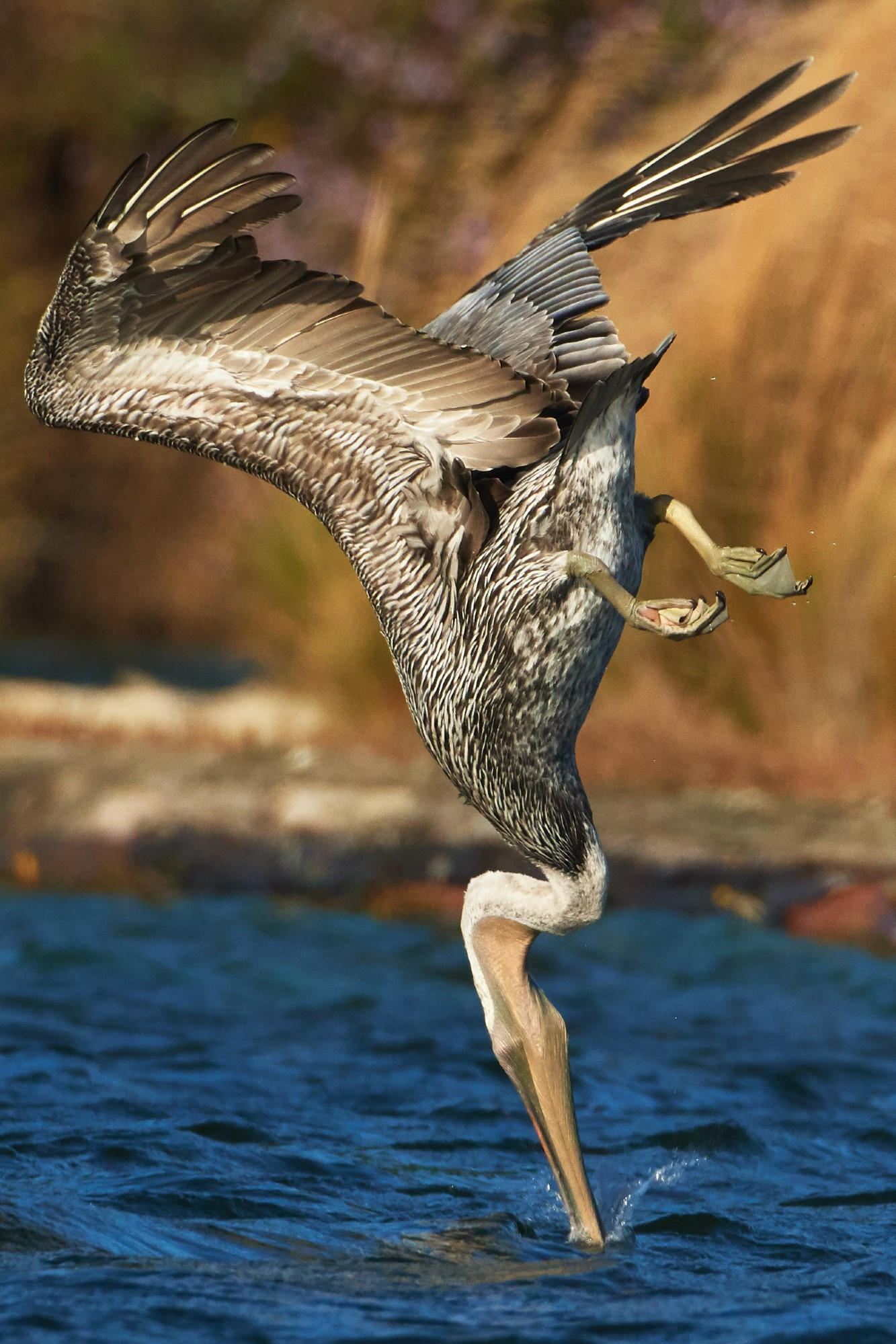 A pelican facing downward with its wings pulled back and its beak piercing the surface of the water