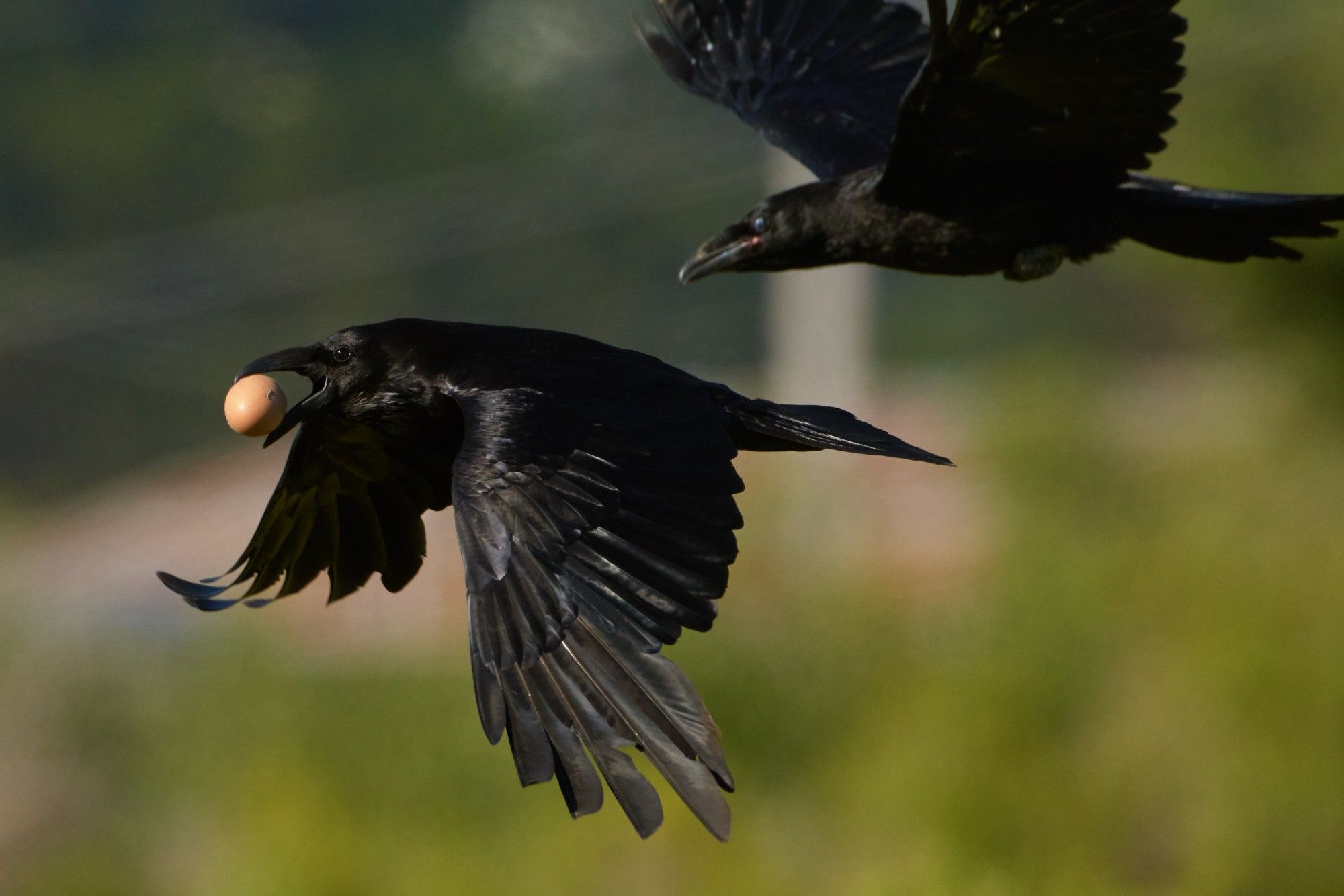 A Common Raven in flight, holding a small egg in its beak, followed closely by one of its young