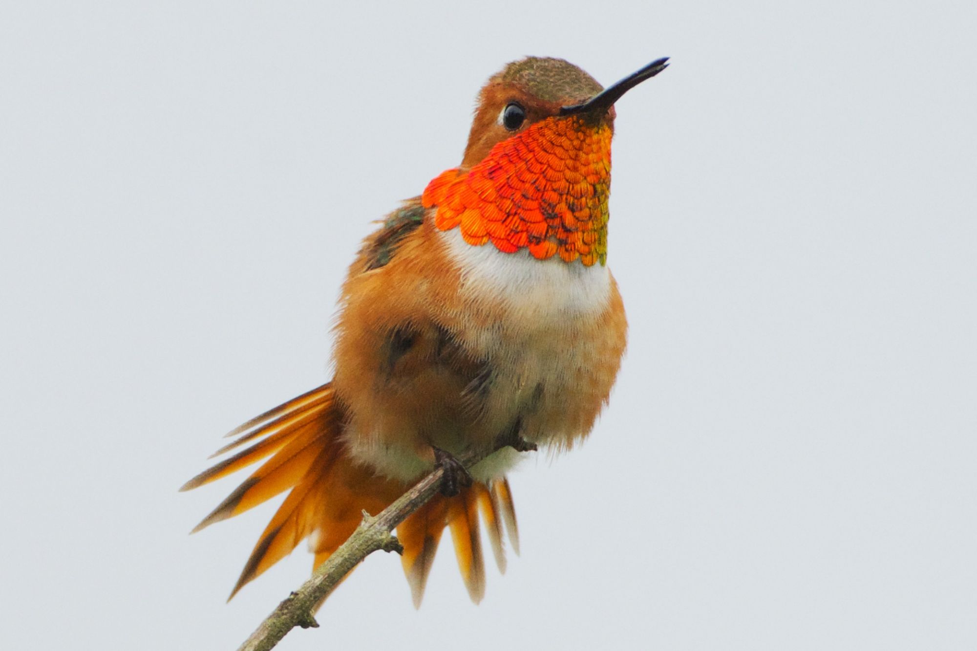 An Allen's hummingbird flaring its gorget and tail feathers while perched on a twig