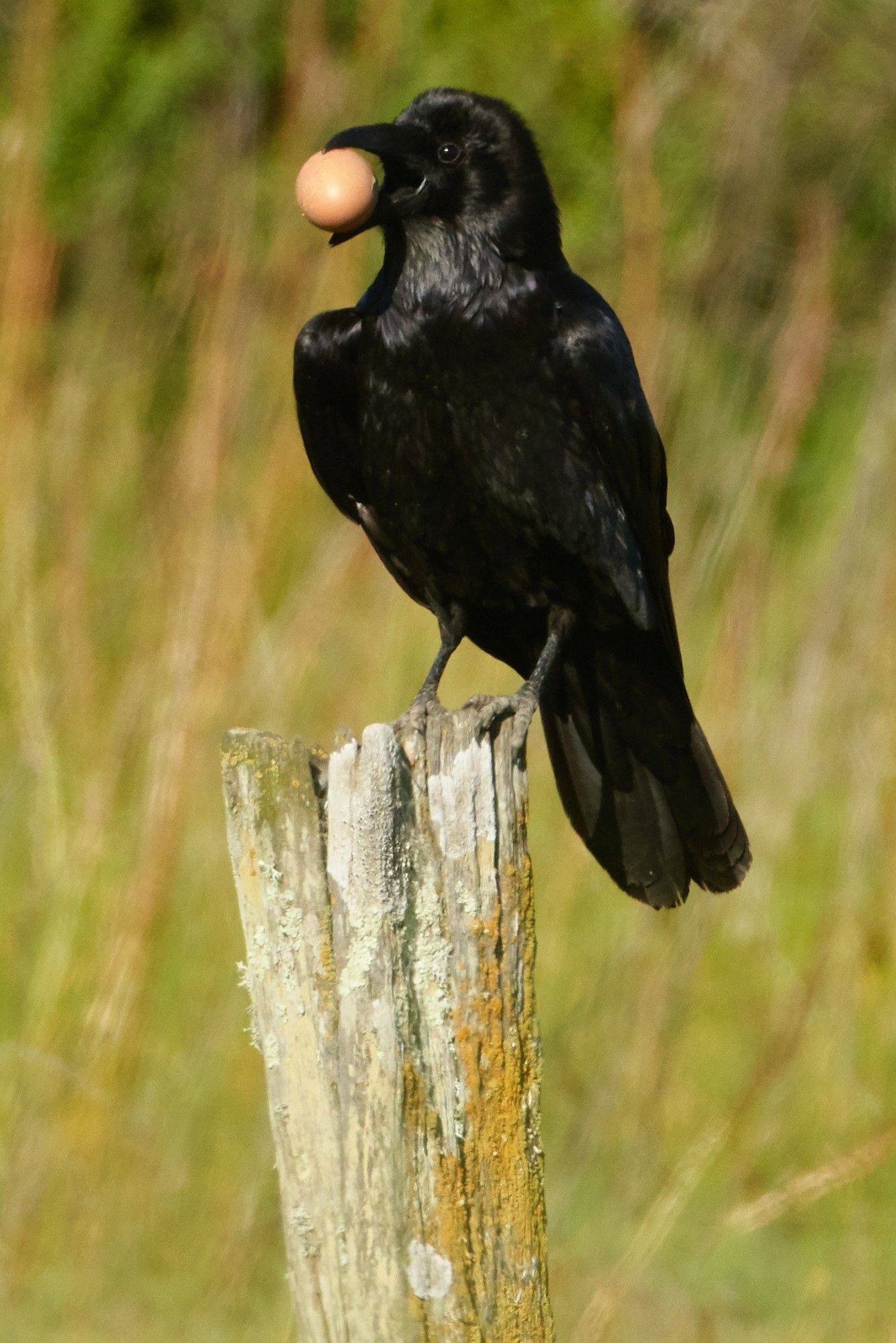 A Common Raven perched on a post, holding a small egg in its beak