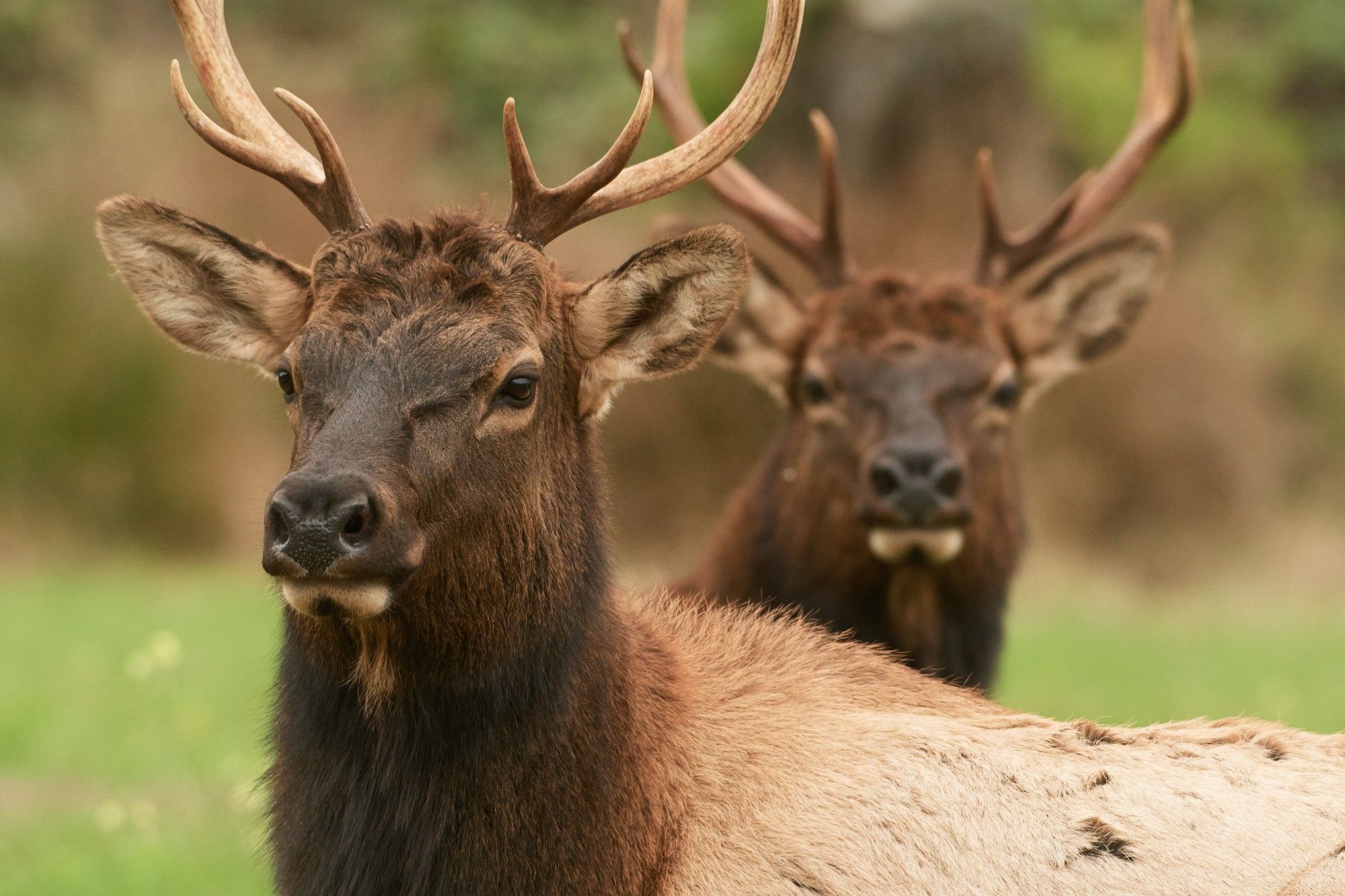 A bull elk in the foreground looking off to the left while another bull, out of focus in the background, looks directly at the camera