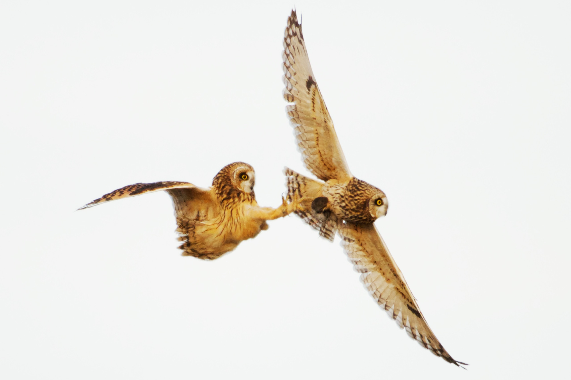 One Short-eared Owl extending its talons to grab a vole carried by another