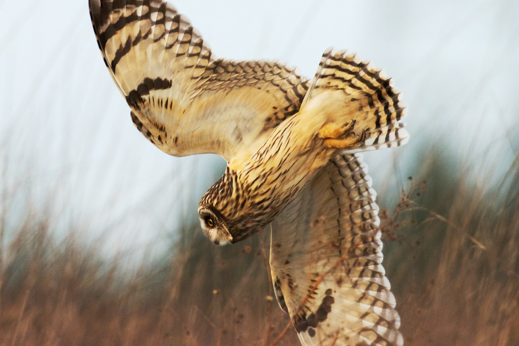 A Short-eared Owl diving into long grass after prey