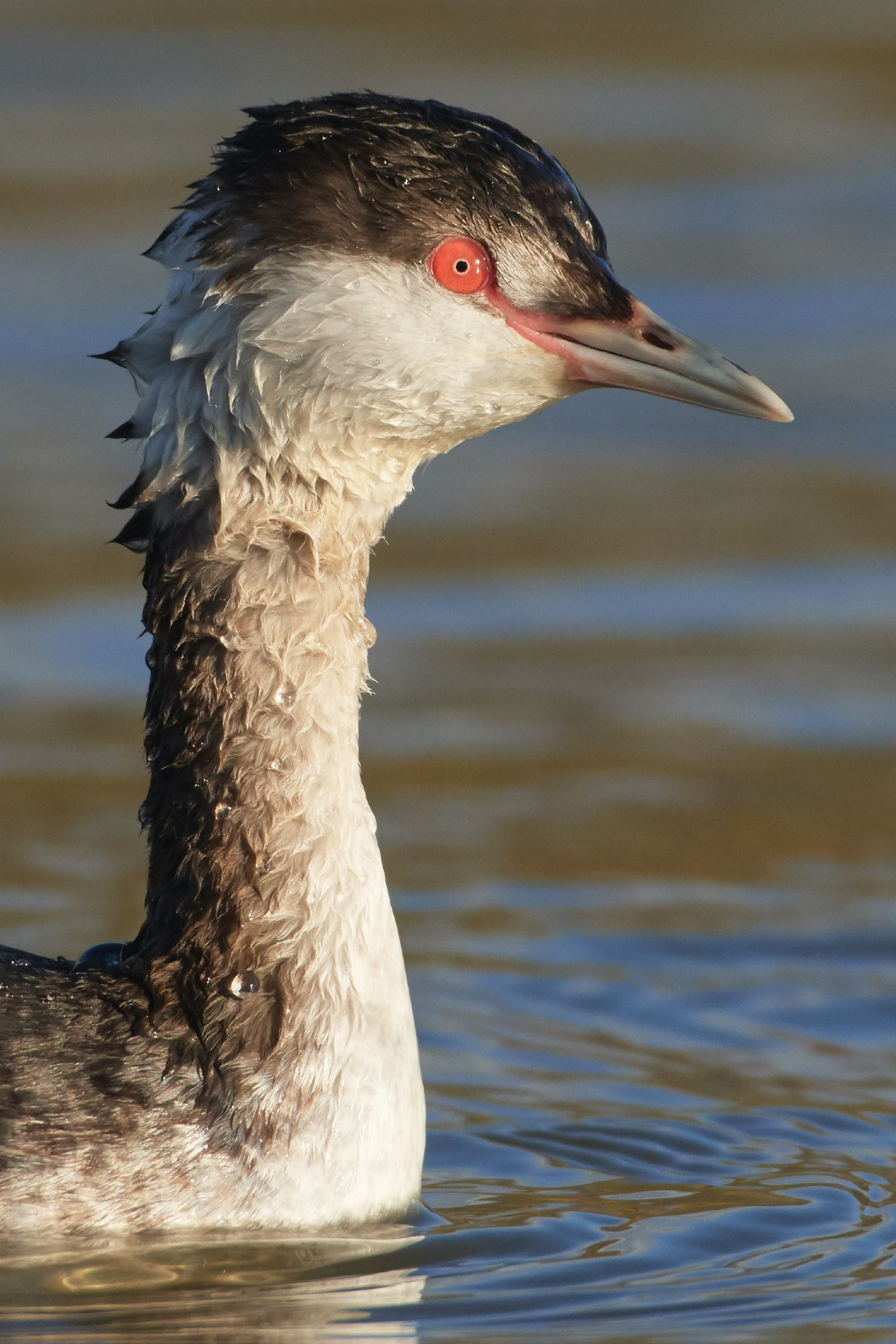 A closeup portrait of a Horned Grebe in winter plumage swimming in the evening light