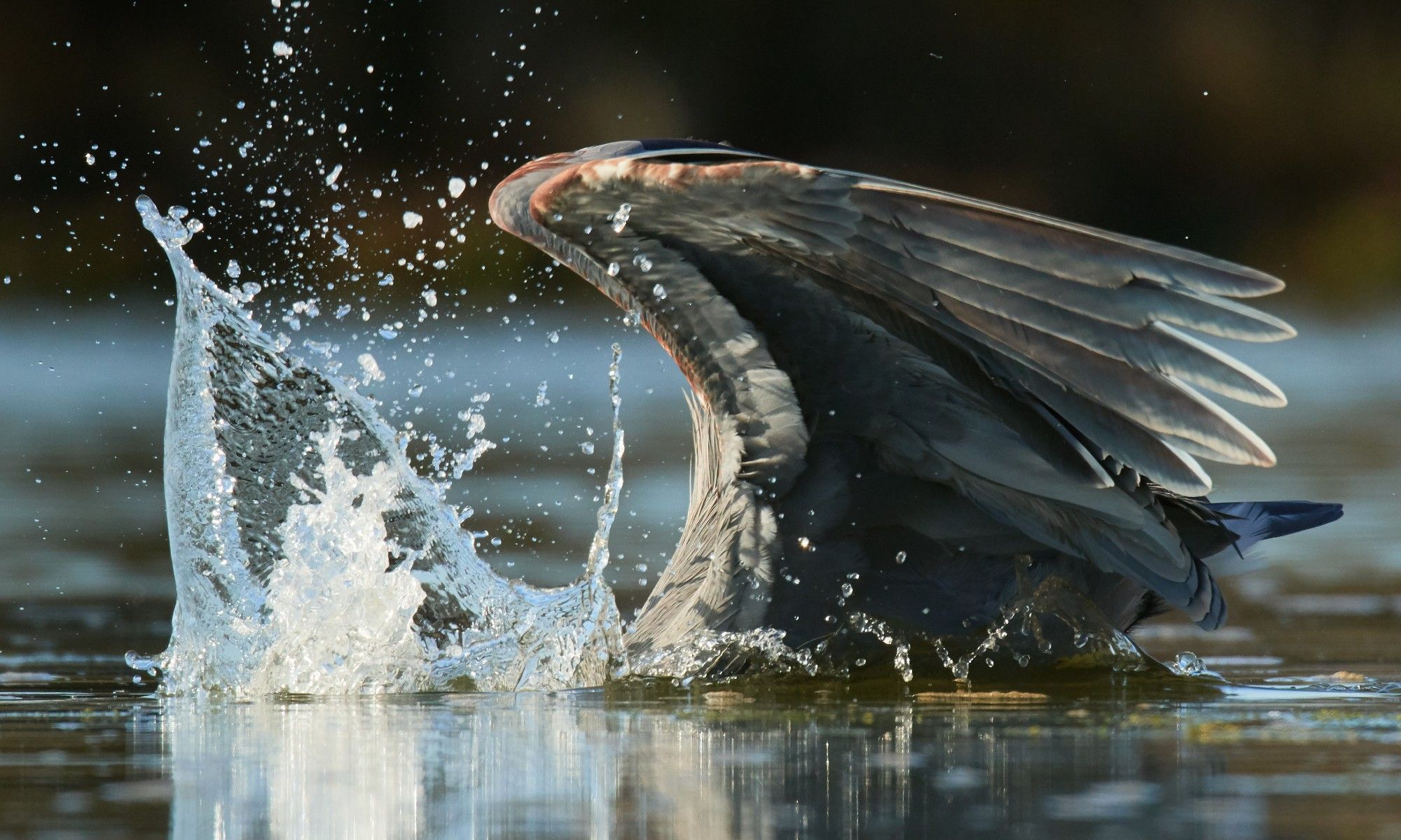 A Great Blue Heron plunging its upper body into the water while striking at a fish