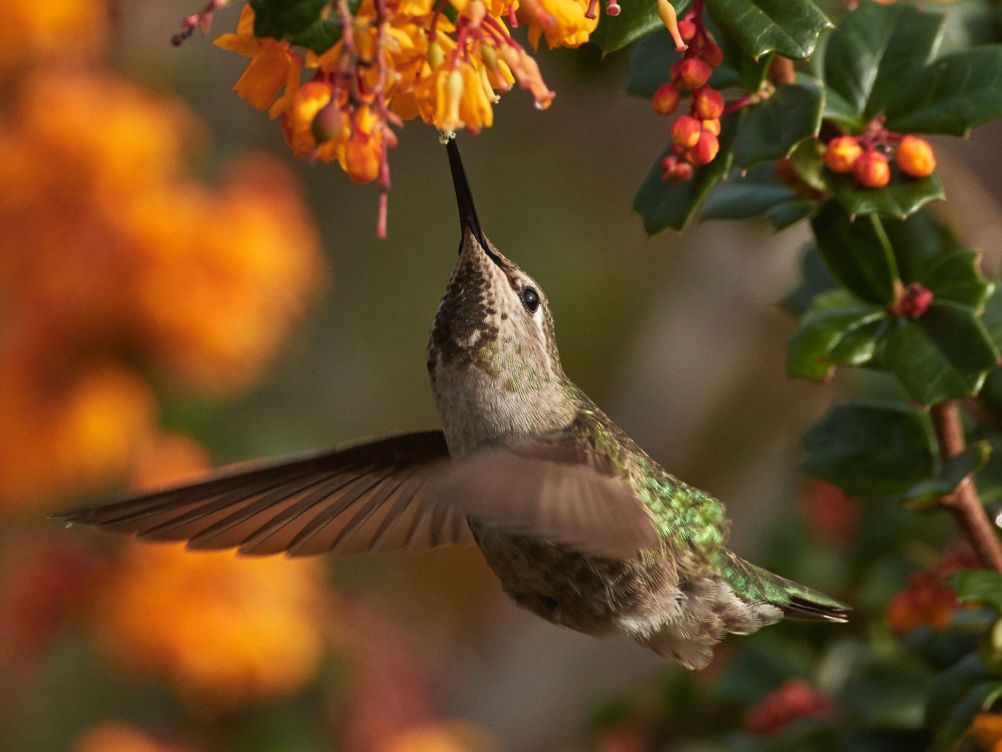 An Anna's Hummingbird feeding from a barberry blossom overhead while hovering