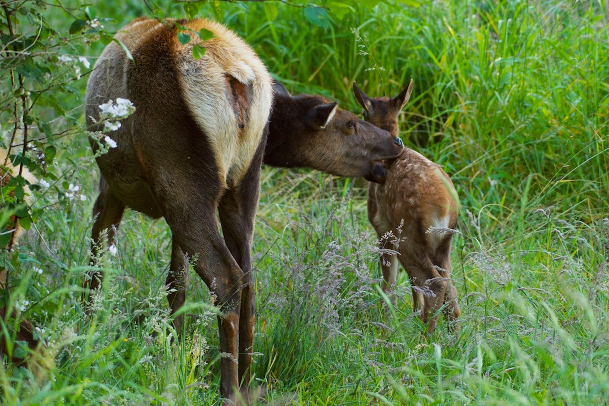 An elk mother groomer her young calf in the shade of the alders along Prairie Creek