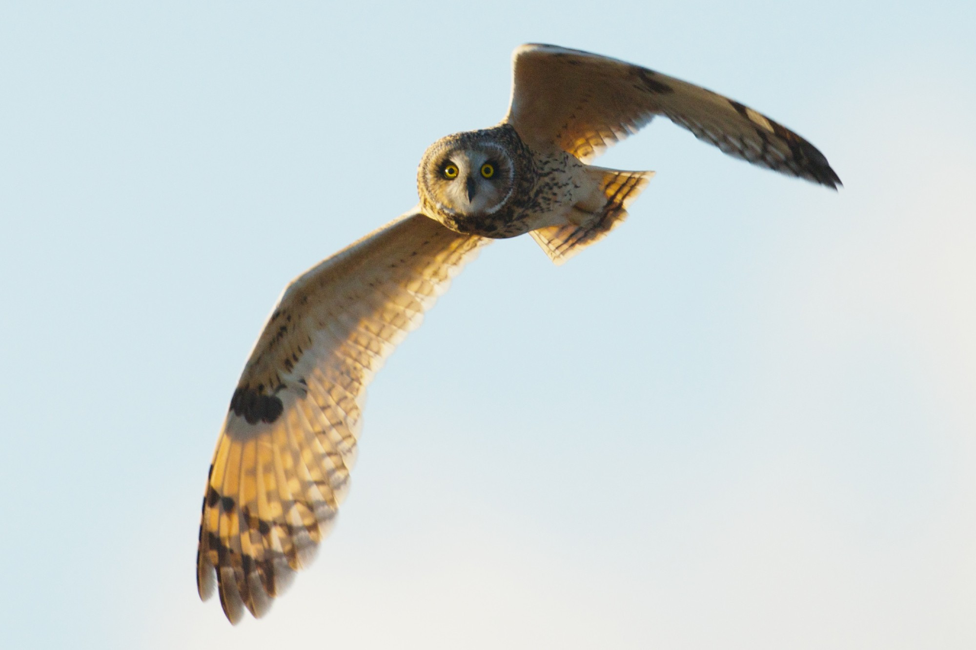 A Short-eared Owl looking at the camera while flying past