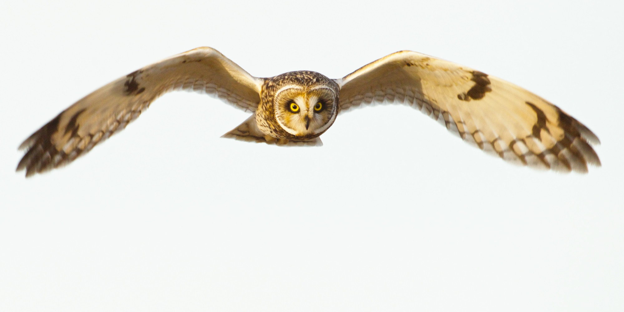 A Short-eared Owl flying low and keeping an eye/ear out for voles and other rodents