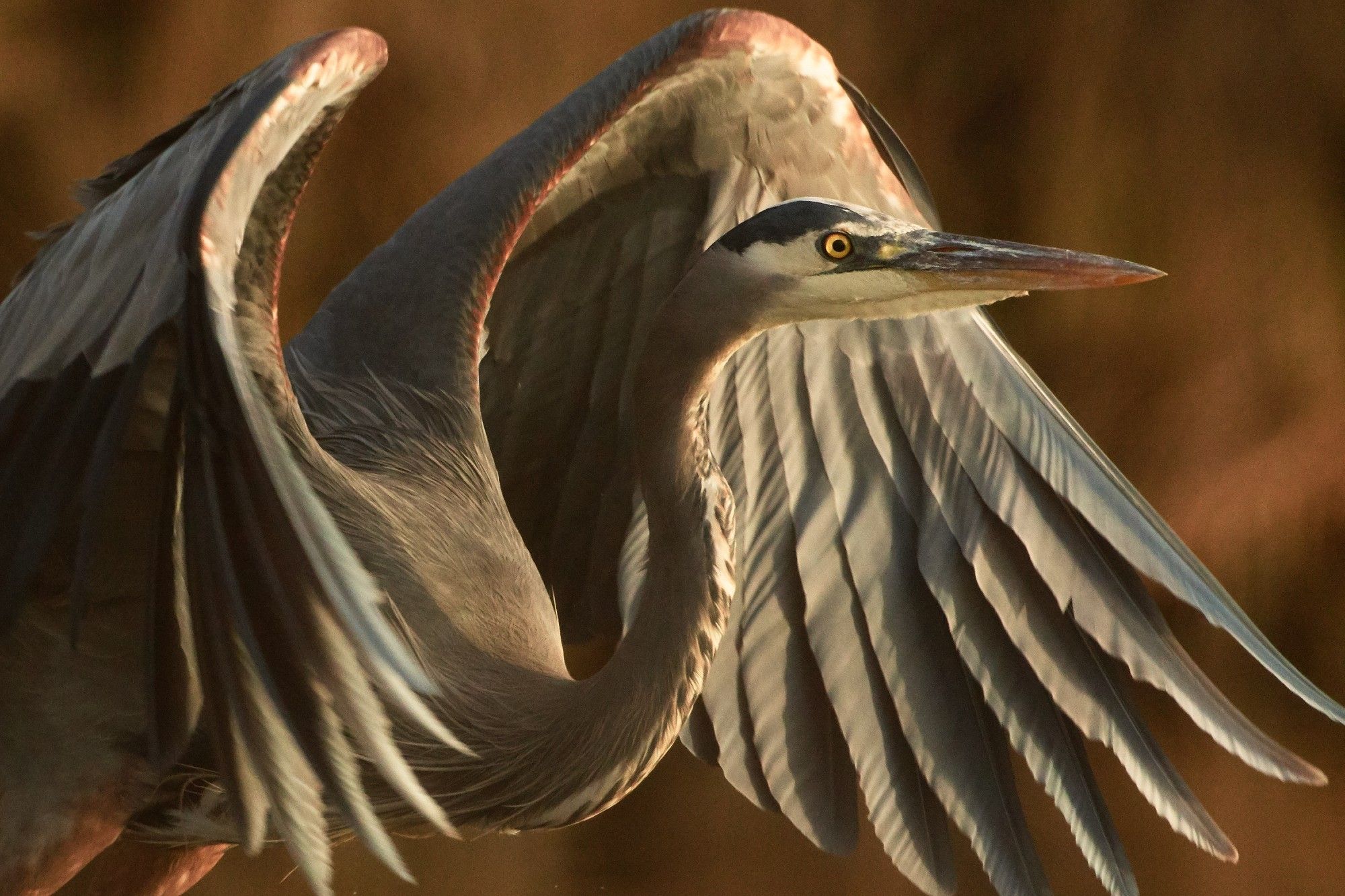 A Great Blue Heron taking flight in the light of the setting sun