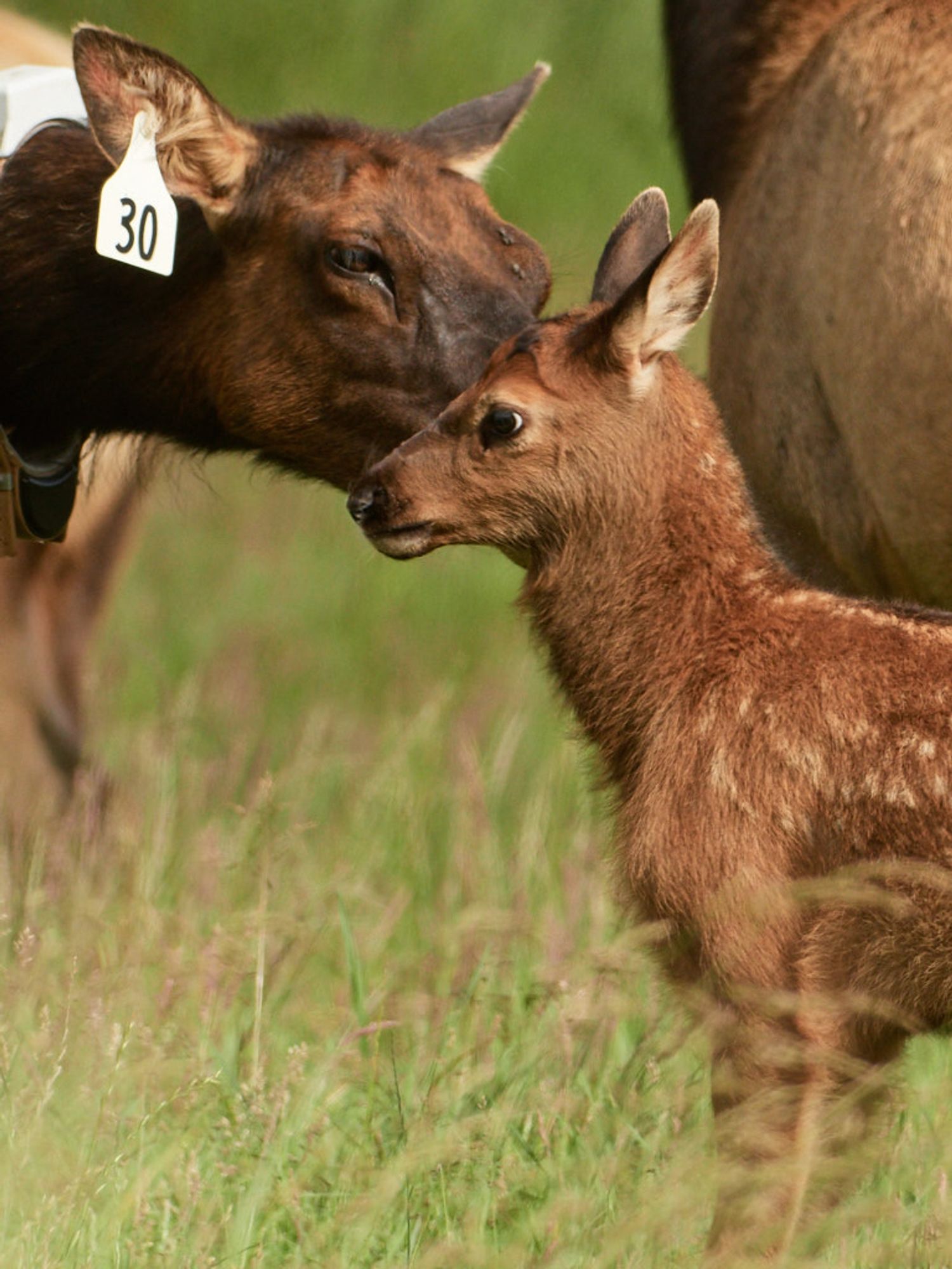 An elk mother wearing a radio collar and tag licks her young calf's face