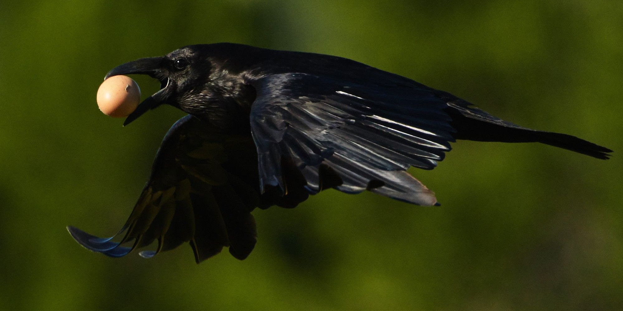 A Common Raven in flight, holding an egg in its beak