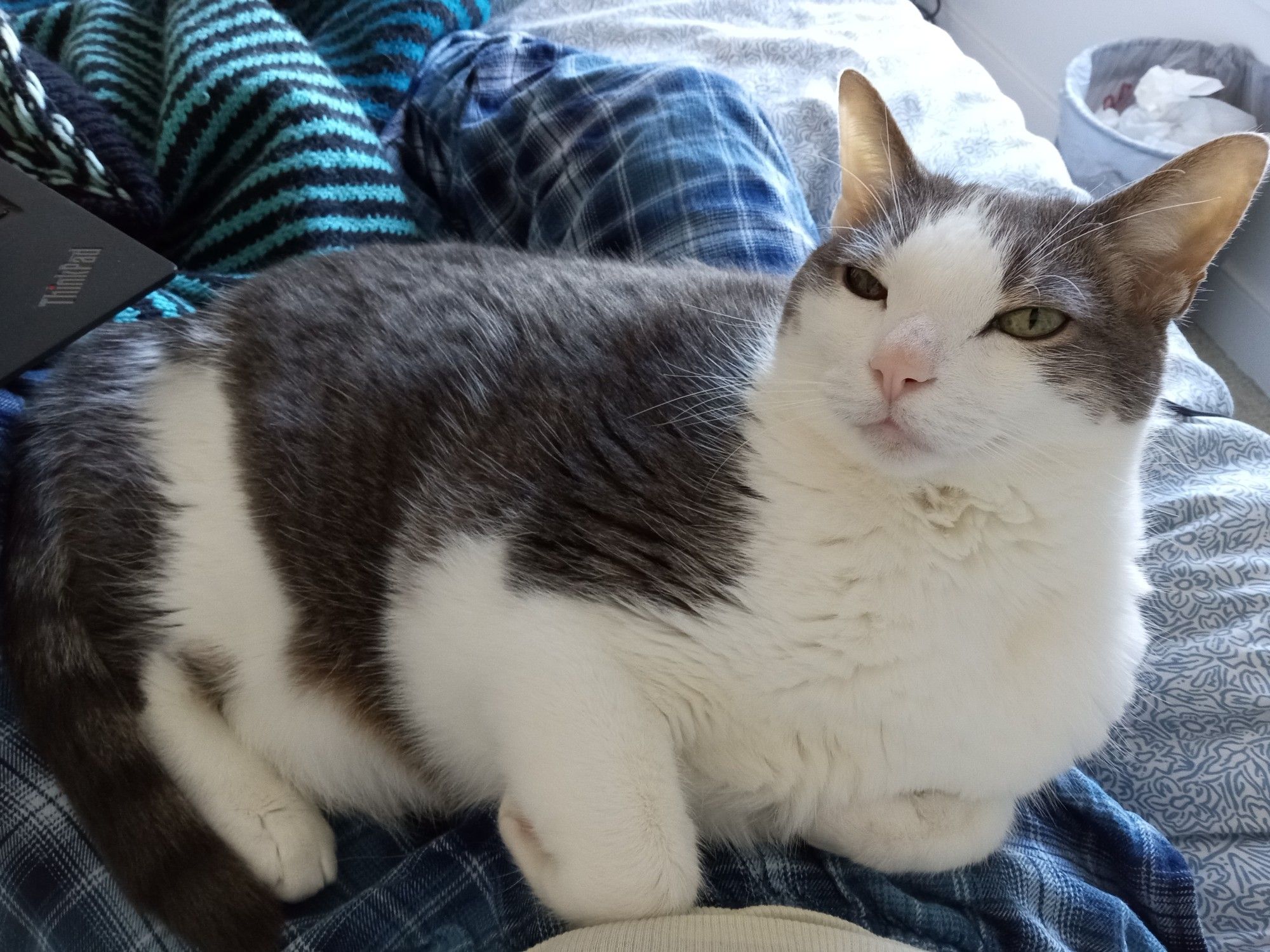 Big chunky gray and white tabby cat sitting on lap with eyes halfway closed in contentment