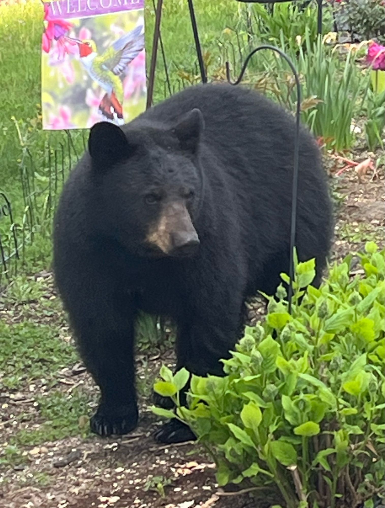 Black bear standing in our back yard.