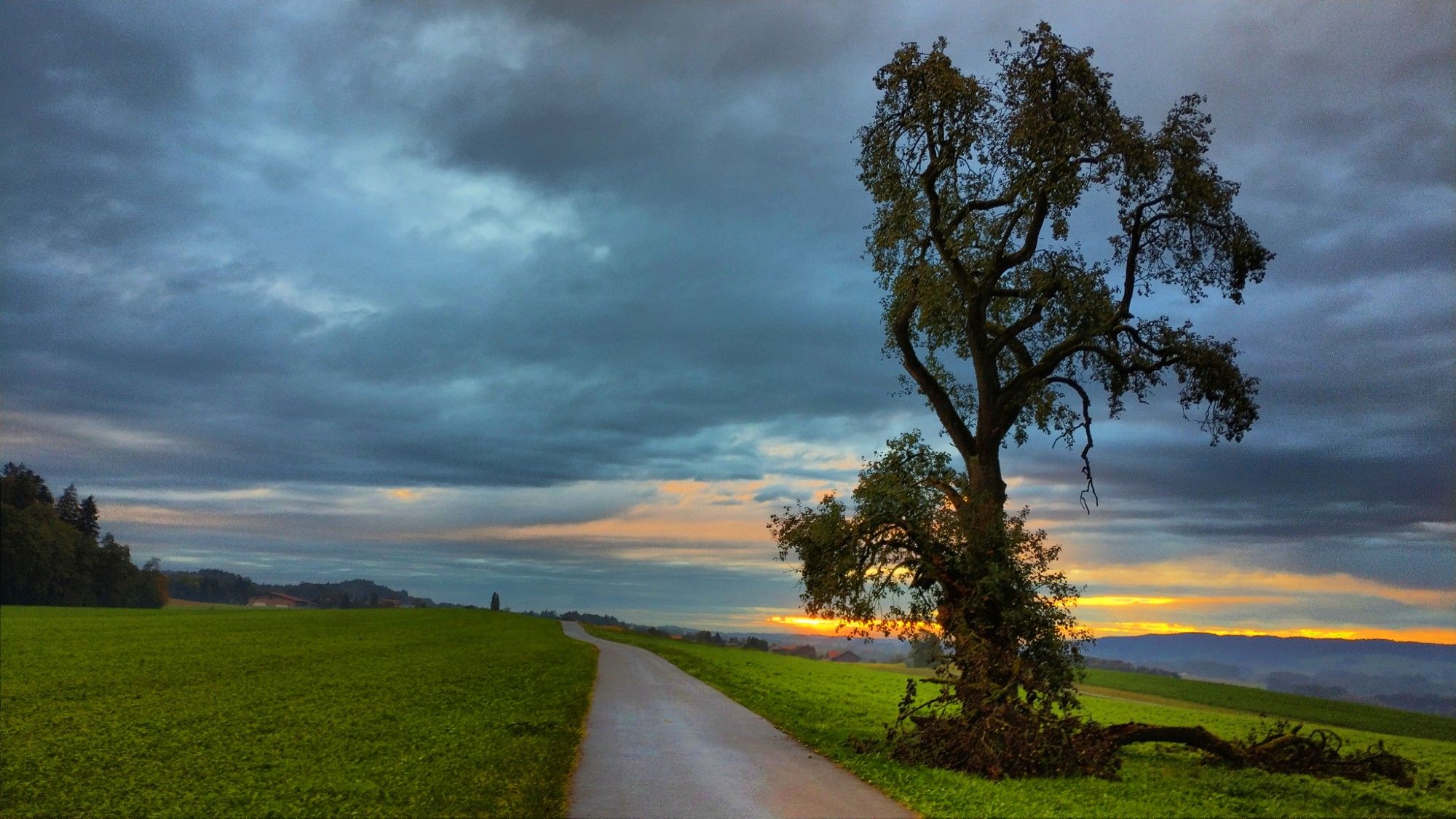 Alter Baum vor dem Morgenhimmel