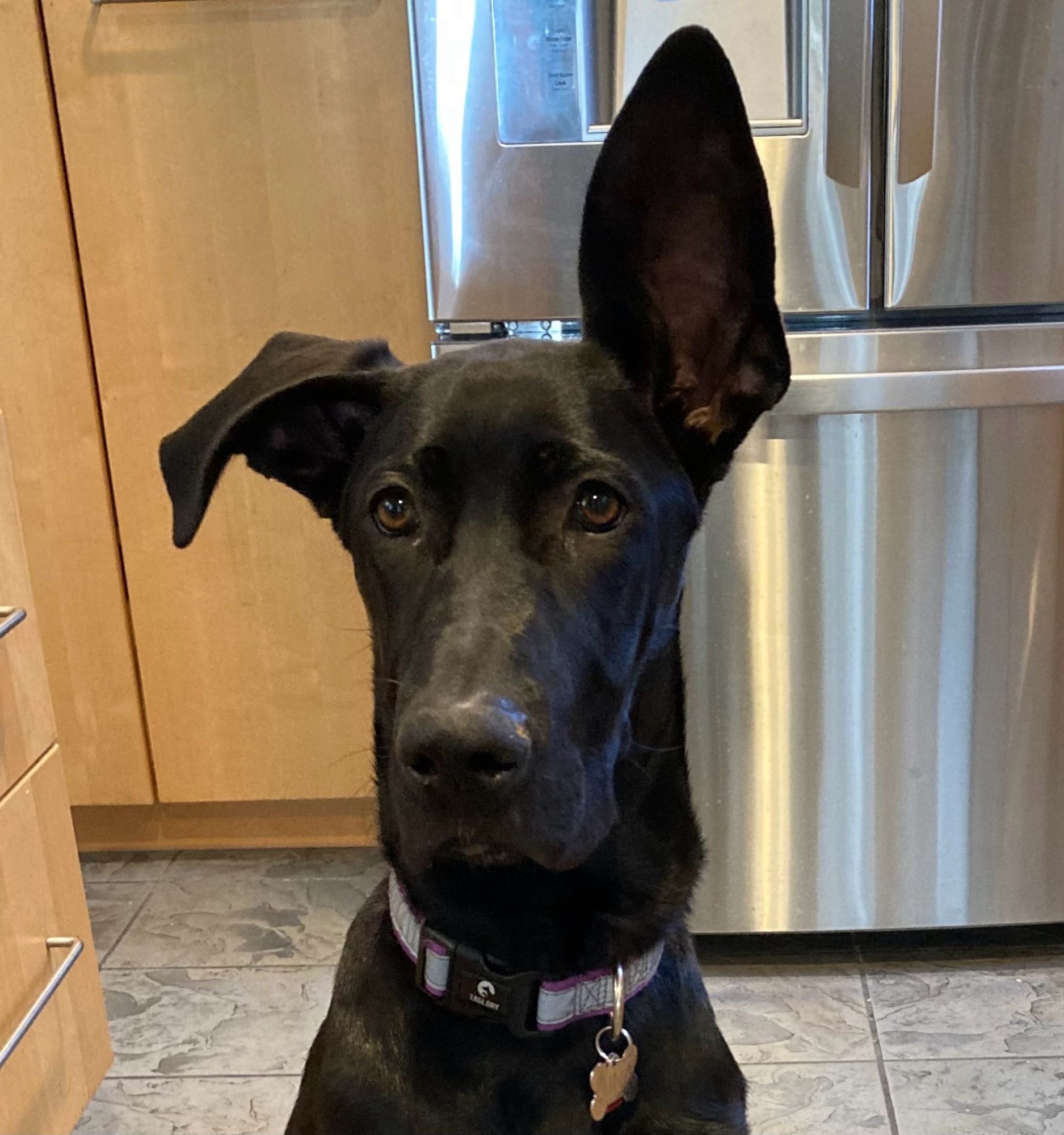 A black dog with one ear straight up and pointing forward, and the other ear relaxed and floppy.