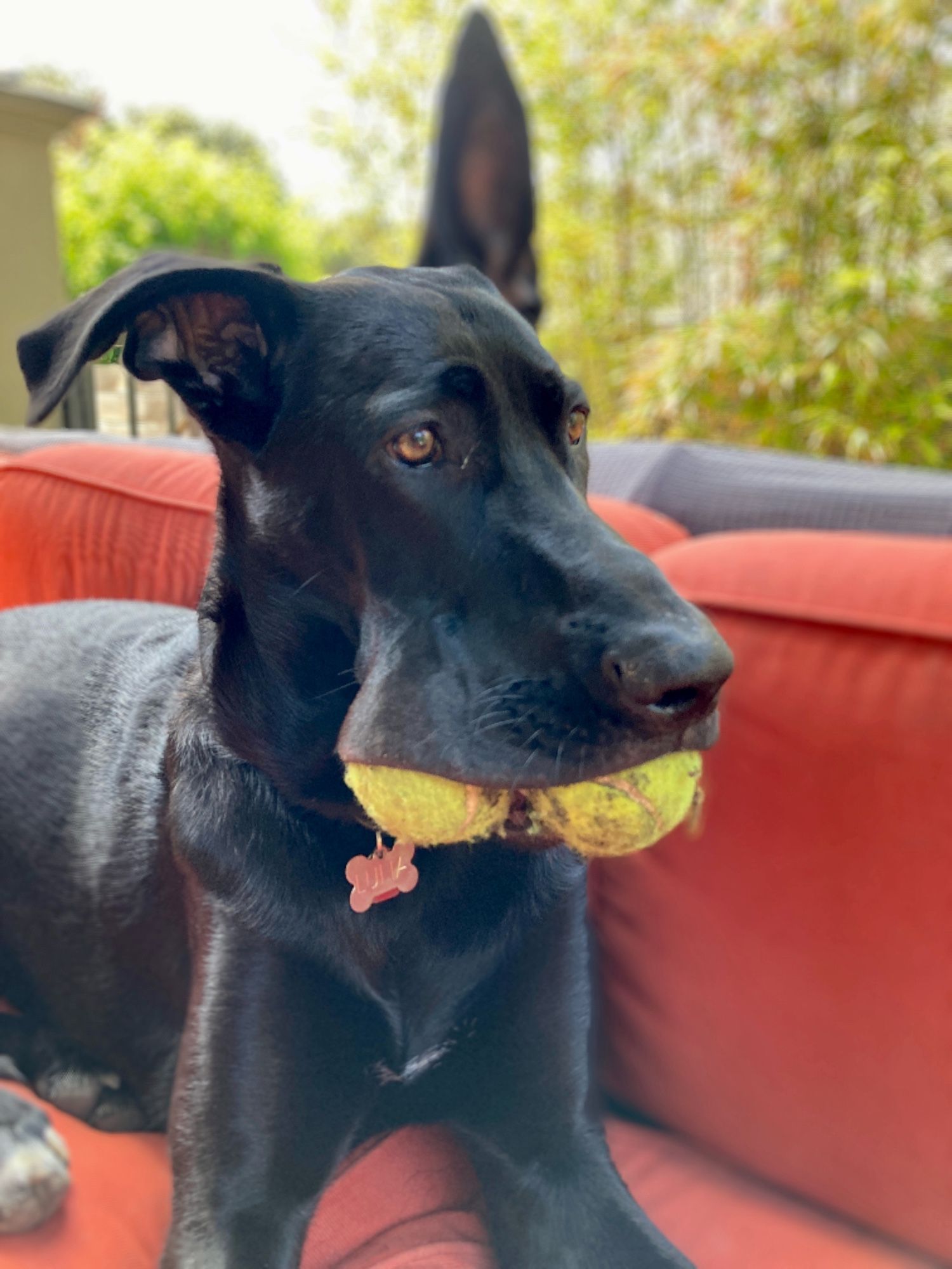 A black dog on an orange sofa, with two tennis balls in her mouth at the same time