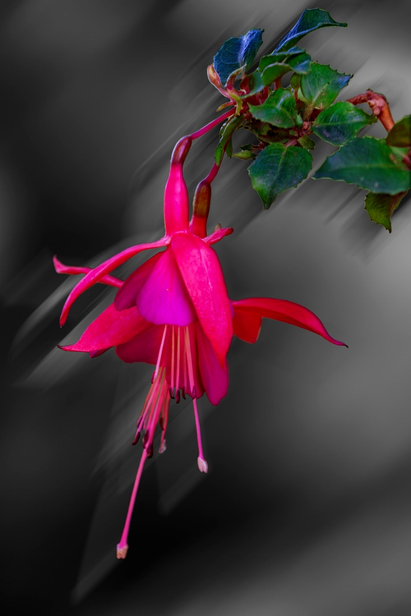 Fuchsia -  Fuchsia hybrida
.
Hijuela del Botánico -  La Orotava - Tenerife - España