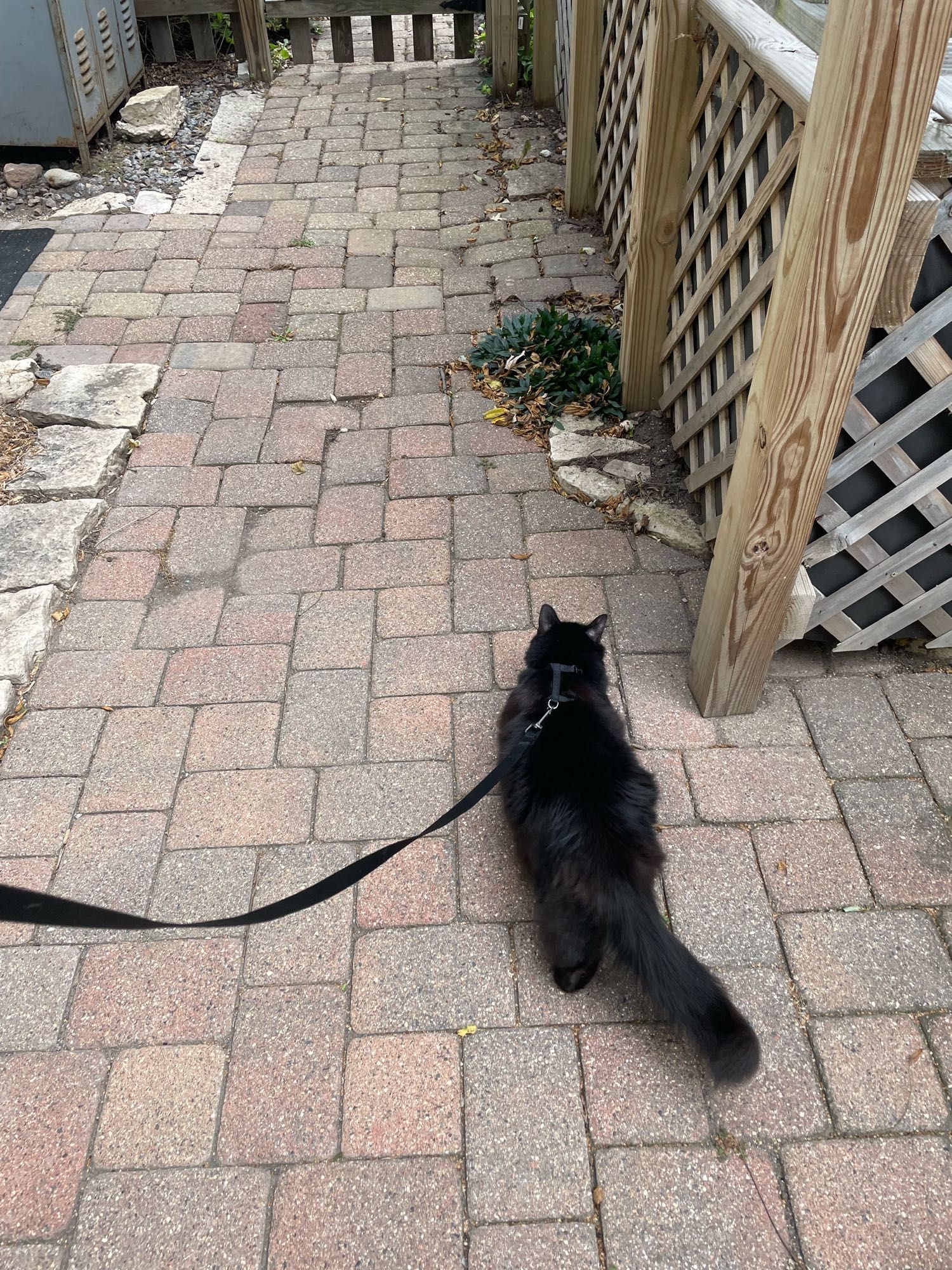 Pippin Peridot Doyle, a fluffy vid I cat, is shown facing away from the camera, walking outdoors at the end of a black leash on a brick patio.