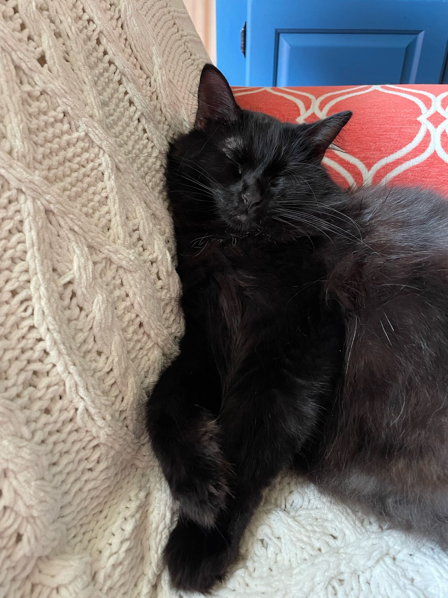 Pippin Peridot Doyle, a fluffy black cat, is shown facing the camera, asleep on a white knitted blanket.