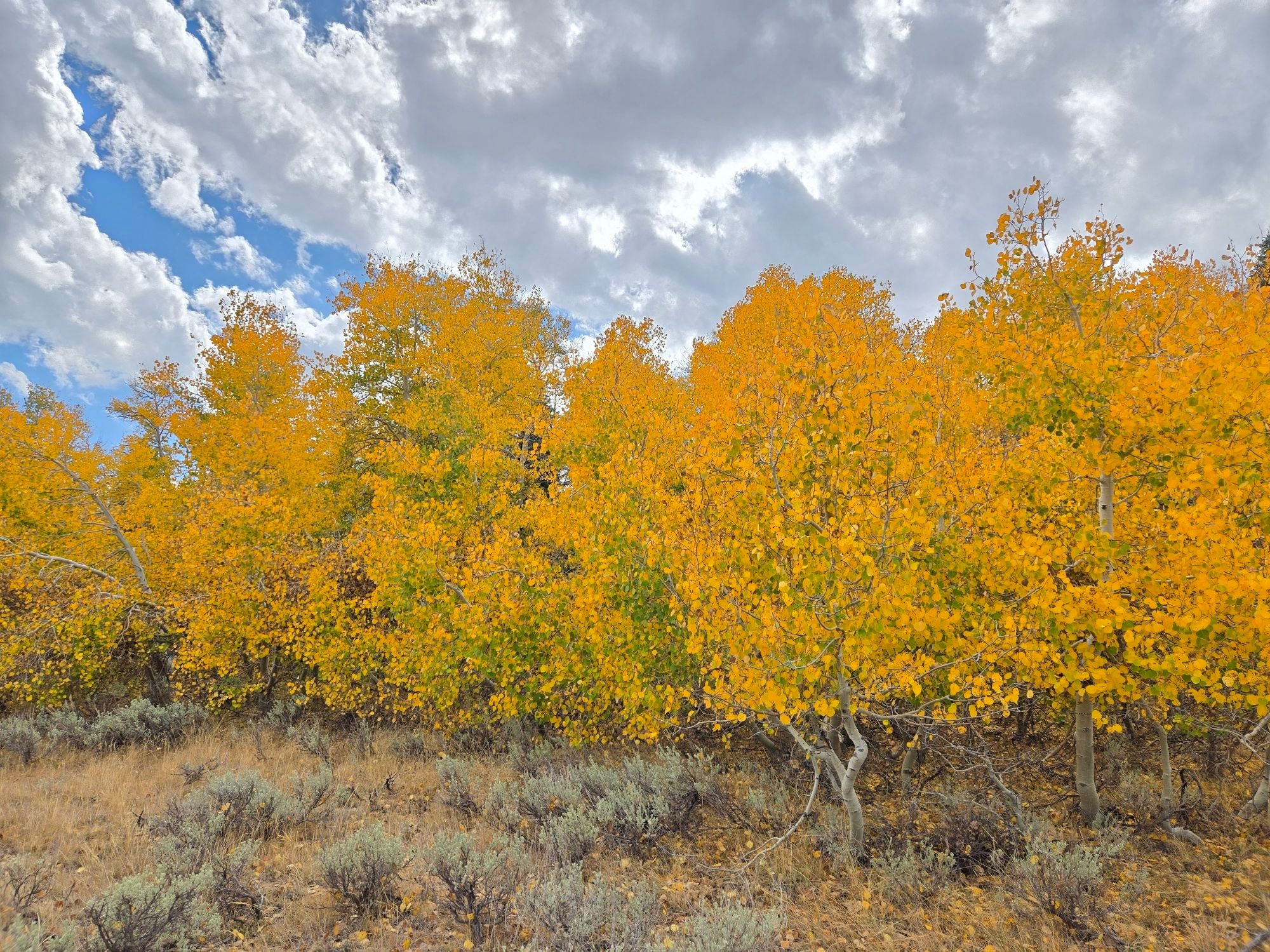 A grove of aspens beneath a mostly cloudy sky with bright golden yellow and some green leaves. The white bark trees are growing on the edge of an open meadow with small pale green sage in patches on the ground in front of the trees.