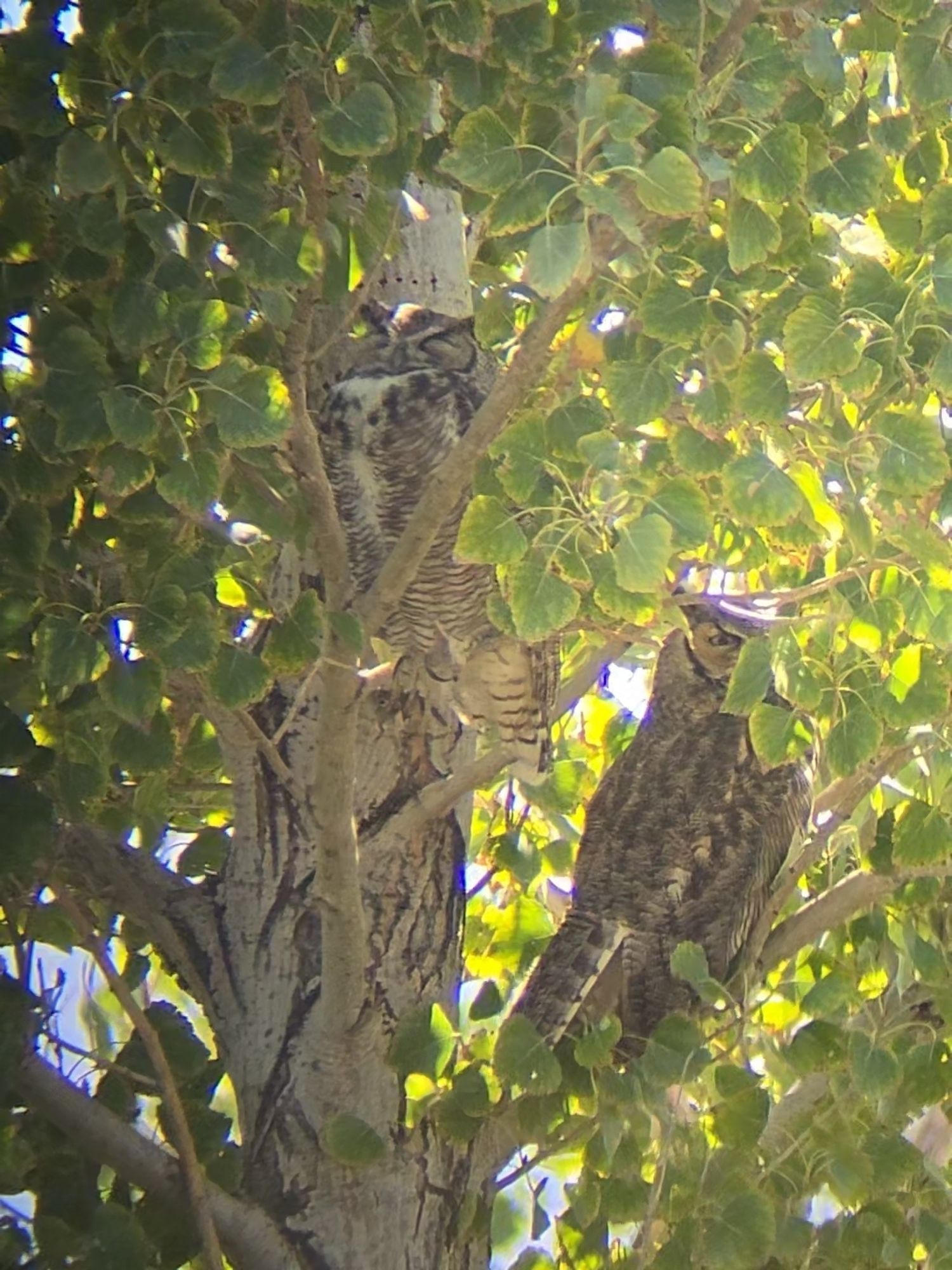 Perched near the trunk of a large aspen/birch tree, amid the bright green leaves backlit by the sun, two great horned owls are nestled down for the day. One is above the other, it's striped chest visible, head angled slightly to the side as it rests with its eyes closed. The other is lower, it's dark brown back towards the camera, head slightly turned to show the dark outline around the face and one bright yellow eye watching the weird human.