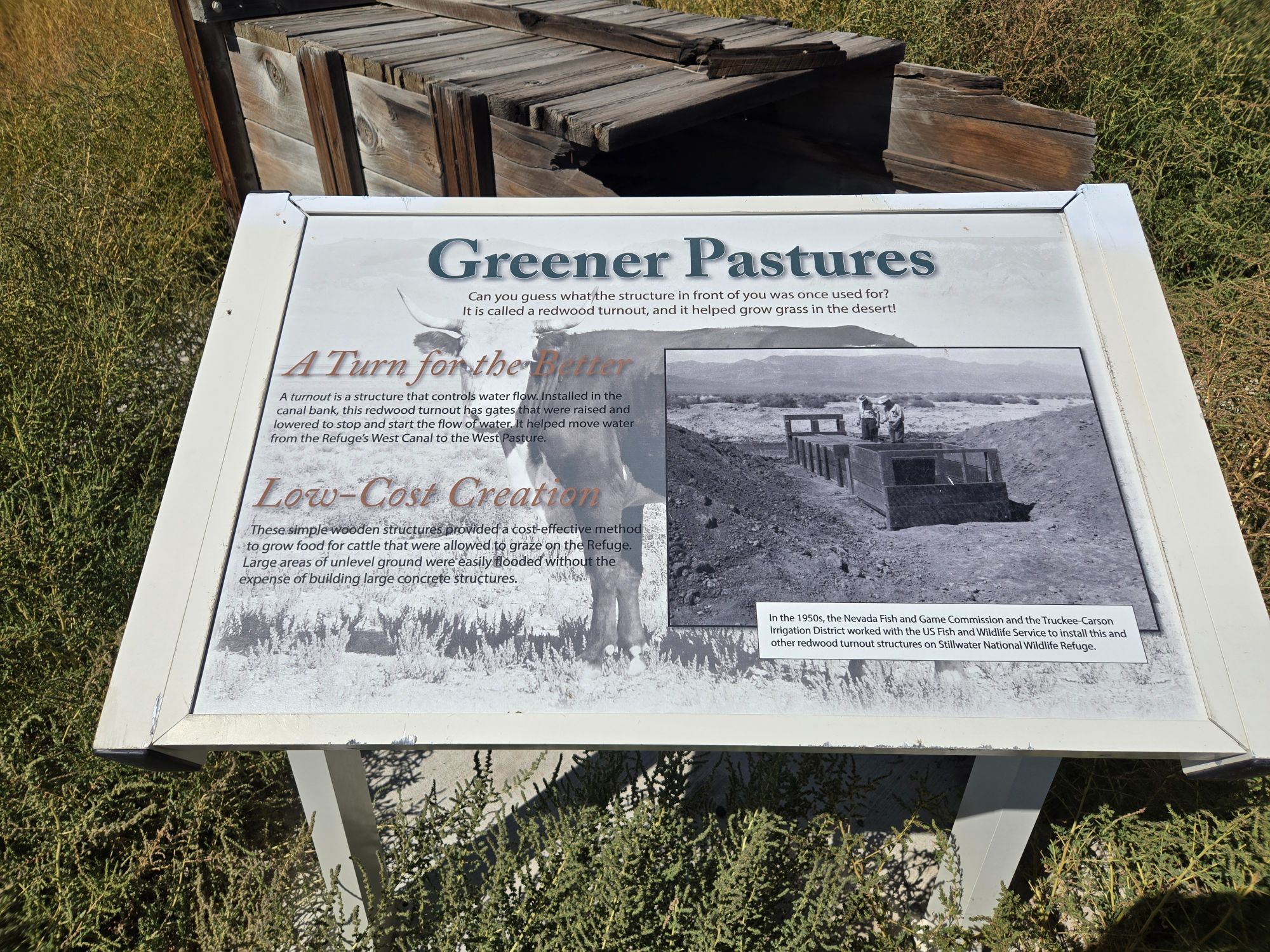 A white metal sign with information about the wooden structure behind it. The background is a faded picture of a black and white cow with long curved horns facing towards the camera.

Text reads:

Greener Pastures
Can you guess what the structure in front of you was once used for? It is called a redwood turnout, and it helped grow grass in the desert.

A Turn for the Better.
A turnout is a structure that controls water flow. Installed in the canal bank, this redwood turnout has gates that were raised and lowered to stop and start the flow of water. It helped move water from the Refuge's West Canal to the West Pasture.

Low-Cost Creation
The simple wood structures provided a cost-effective method to grow food for the cattle that were allowed to graze on the Refuge. Large areas of unlevel ground were easily flooded without the expense of building large concrete structures.

(continues)