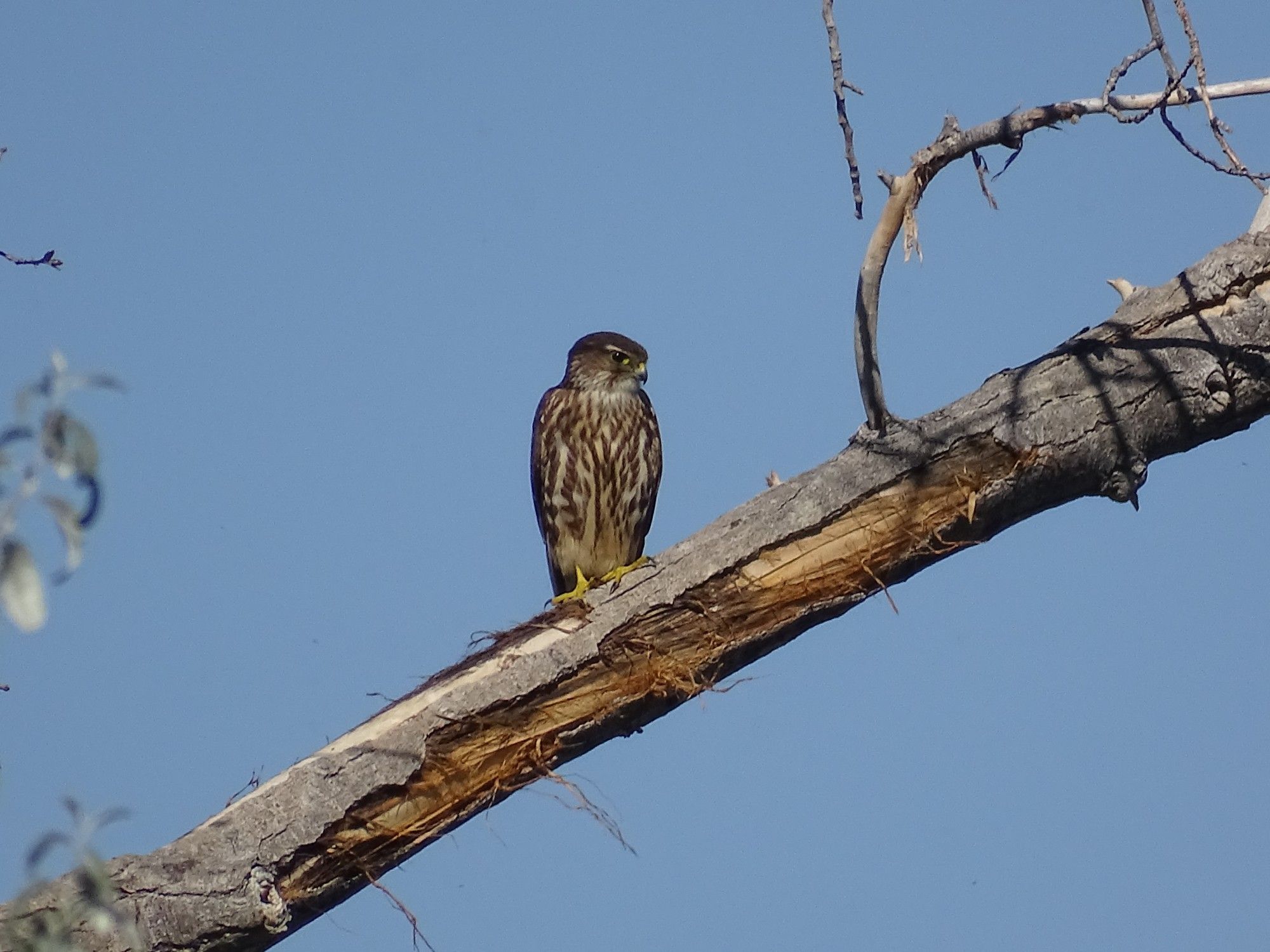 A small brown striped Merlin perches on the thick bare branch of a tree, its shiny black eye looking down towards something below it. Its brown head has a white stripe over the eye and a dark brown cheek mark going down along side its throat. The full chest is white with a heavy striped pattern. Bright yellow talons grip the flaking bark of the tree. A clear blue sky fills the background.