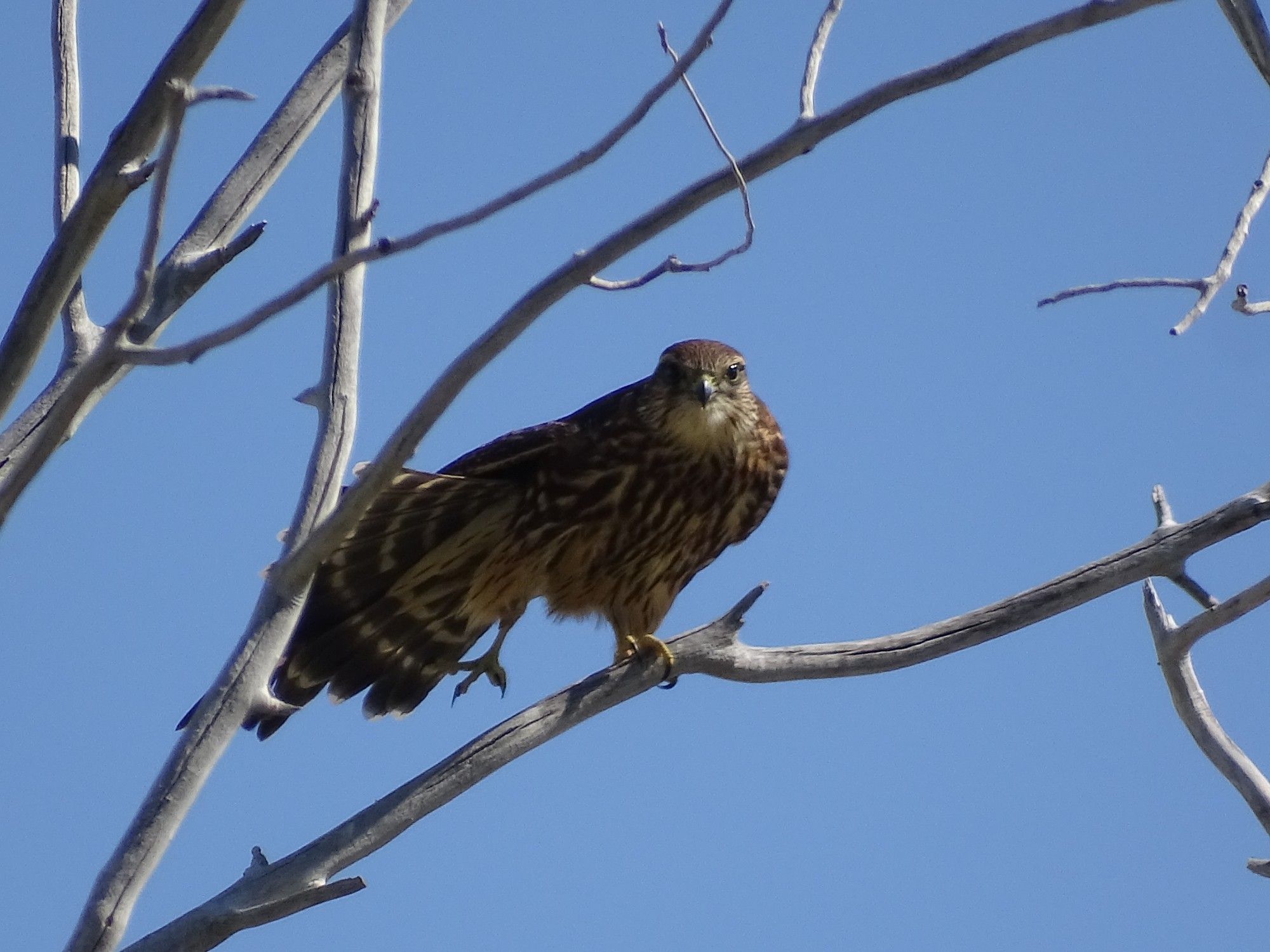 A small brown striped Merlin perches on a thin bare weathered grey branch. It is stretching, the right wing open over the top of the flared tail with the right leg lifted, all the weight balanced on the left foot as it grips the branch with yellow talons. The head is turned to face the camera, an intense stare from two dark black eyes boring into the lens. The position reveals the dark brown cheek mark on both sides of the throat, the heavily striped brown chest, and the dark brown undertail with thin white bands going across the feathers. The background is filled with a clear blue sky.