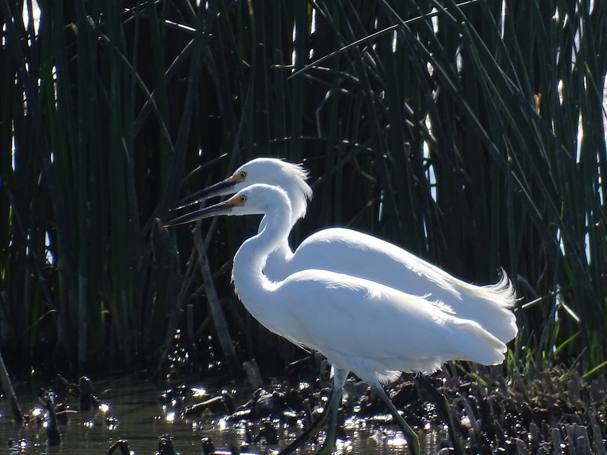 Against a wall of dark green reeds, two bright white snowy egrets walk together, the smaller one in front of the larger one. They are both in the same pose, beaks lowered slightly, long necks slightly curved, back angled downward, thin dark legs wide as they walk, creating the illusion that it is a slightly resized copy pasted on top of the large one. The yellow patch at the base of their beak is bright, yellow eyes clear, the larger one has fluffier feathers on the back of the head and a curly set of frilly feathers at the base of the tail.