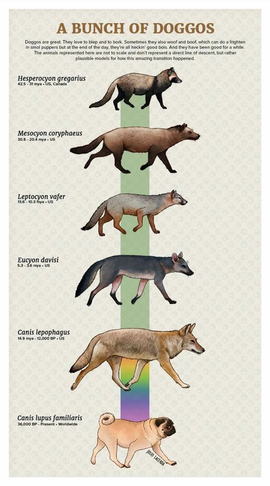 An evolutionary tree titled "A Bunch of Doggos"

Doggos are great. They love to blep and to bork. Something they also woof and boof, which can do a frighten in smol puppers but at the end of the day, they're all heckin' good bois. And they have been good for awhile. The animals represented here are not to scale and don't represent a direct line of descent, but rather plausible models for how this amazing transition happened.

The green line shows five different dogs, labeled, and ends with a rainbow colored line leading to a pug.

Hesperocyon gregarius 42.5-31 mya, US, Canada (a small racoon like dog)

Mesocyon coryphaeus 30.8-20.4 mya, US (a large dog, looking almost like a wolverine)

Leptocyon vafer 13.6-10.3 mya, US (a smaller dog, with fox like features)

Eucyon davisi 5.3 - 3.6 mya, US (a thin grey dog with a narrow snout)

Canis lepophagus 14.9 mya - 12,000 BP, US (a familiar coyote looking dog)

Canis lupus familiaris 36,000 BP - present, worldwide (a pug)