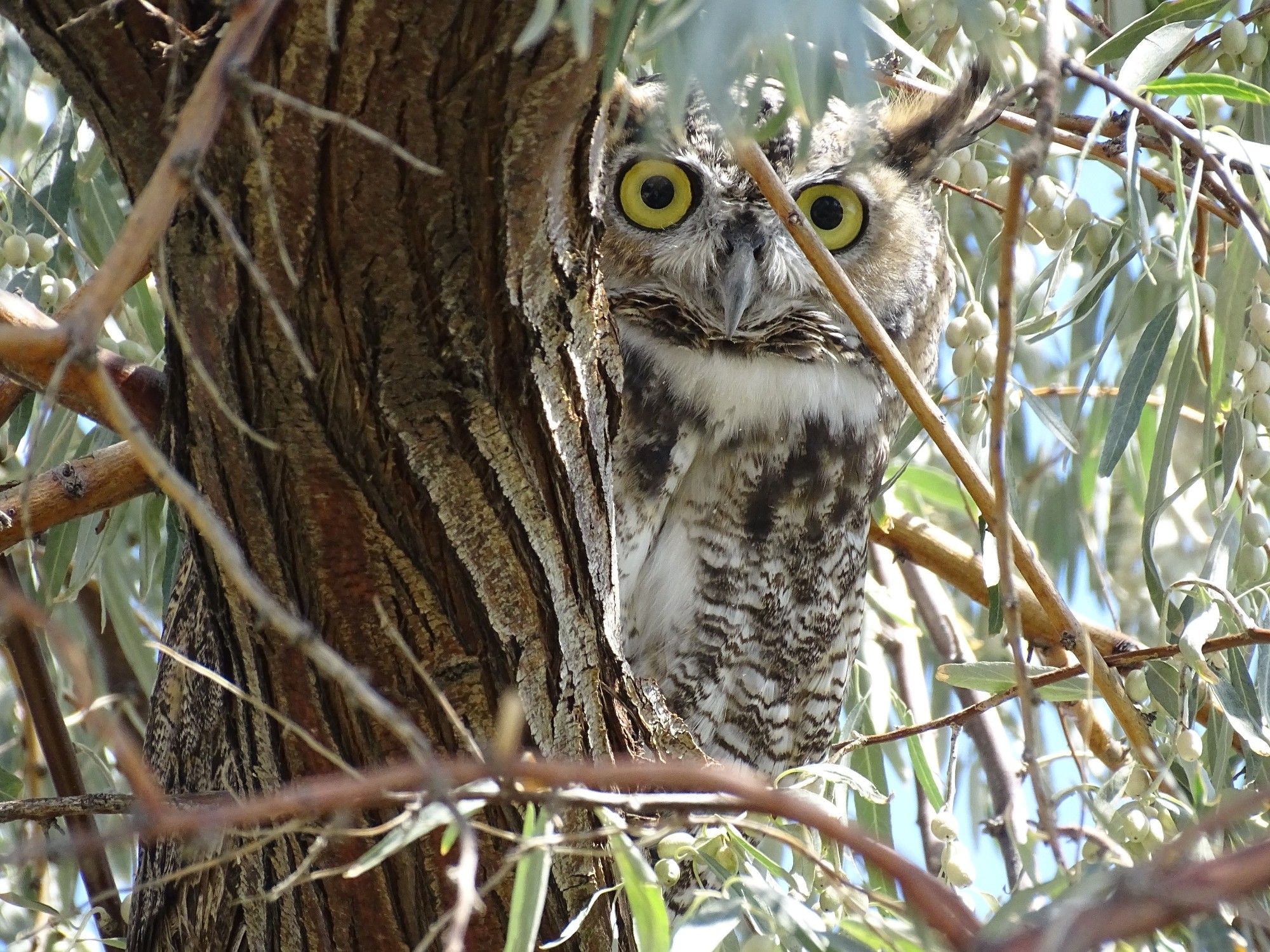 A thick brown tree trunk with rough twisted bark surrounded by limbs covered in long thin pale green leaves. Leaning out around the trunk is a great horned owl, bright wide round yellow eyes looking straight towards the camera over a sharp hooked beak. The brown striped chest feathers are broken by  white belly and neck feathers. The distinctive feathered "horn" on the top of its head is lit by the leaf filtered sunlight.