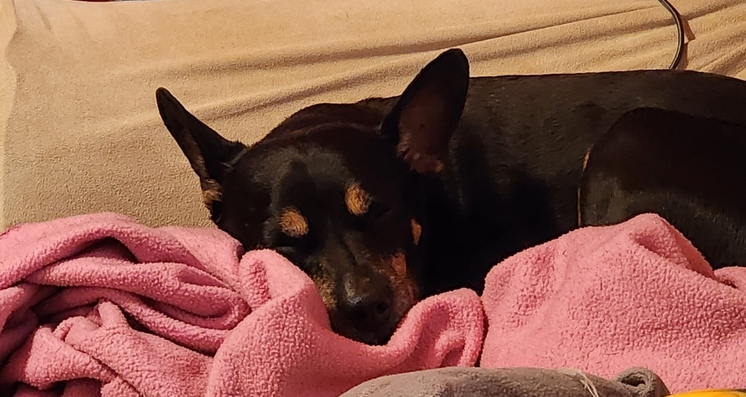 A small black dog with pointy ears and tan spots above the eyes. She is sleeping on a grey couch with a pink blanket.